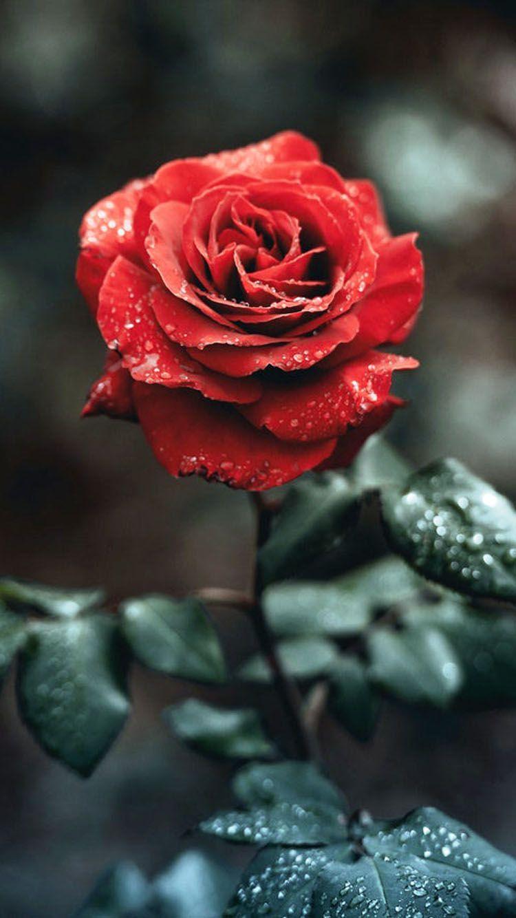 Apple iPhone Rose Wallpapers Top Free Apple iPhone Rose Backgrounds