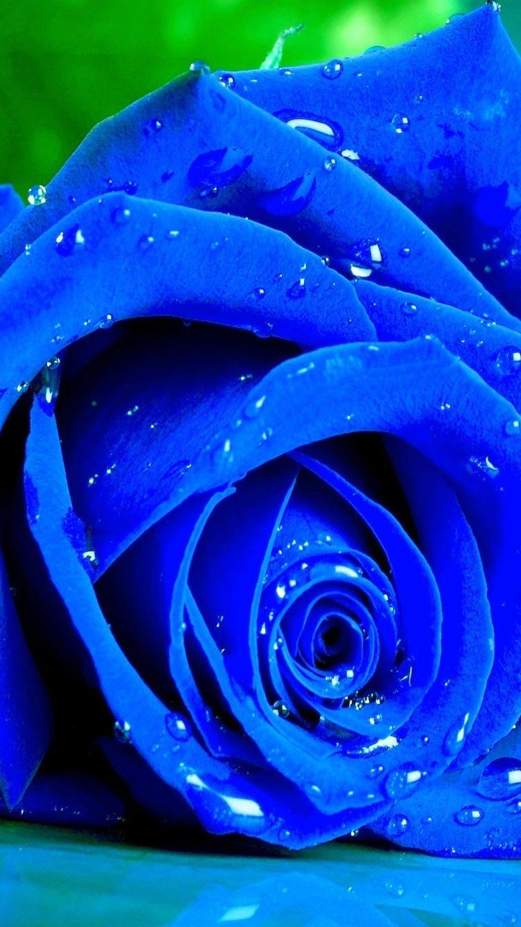 Blue Roses iPhone Wallpapers Top Free Blue Roses iPhone Backgrounds
