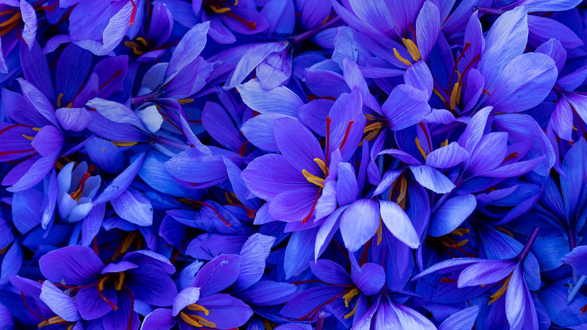 Saffron Wallpapers Top Free Saffron Backgrounds WallpaperAccess