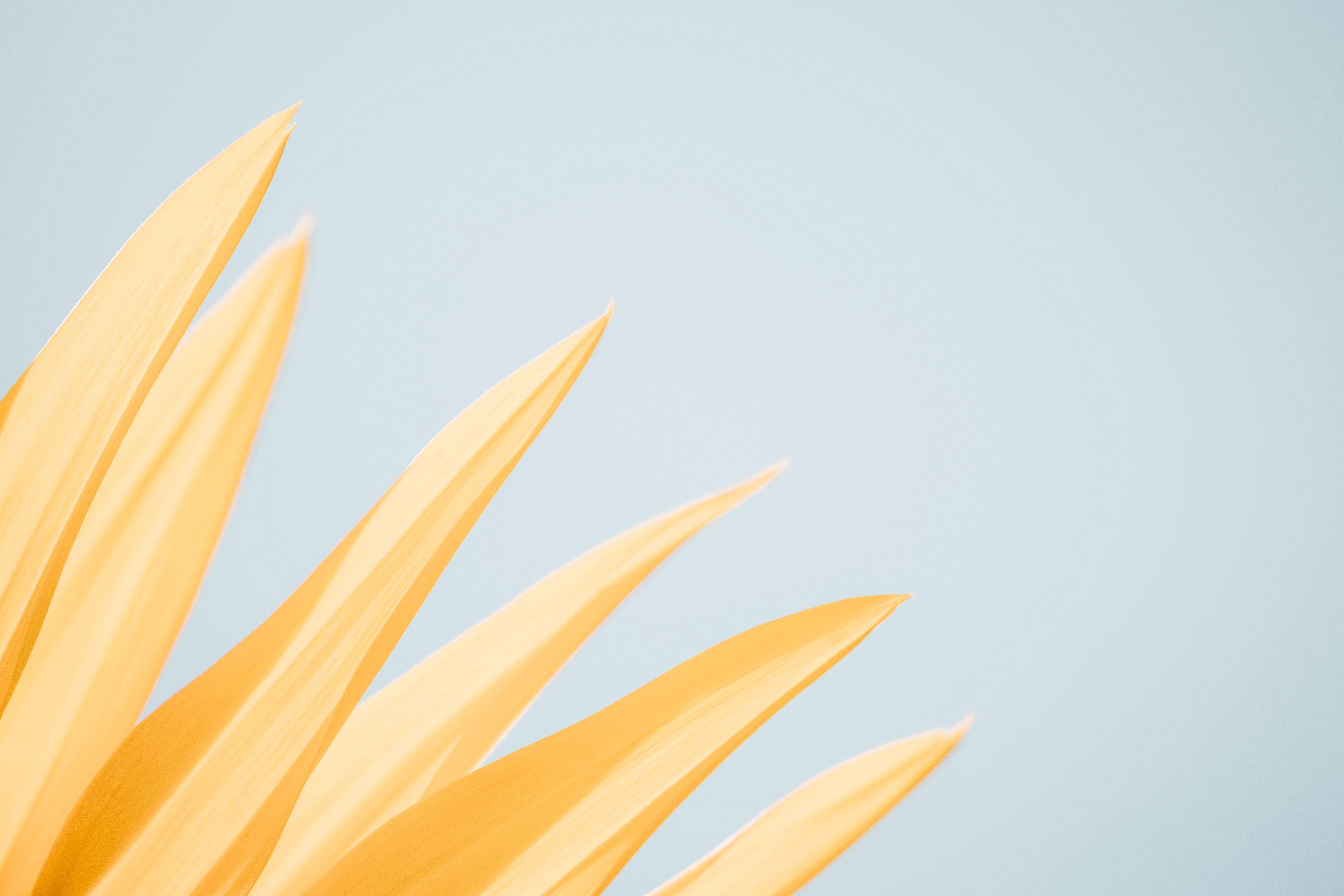Minimalist Sunflower Desktop Wallpaper