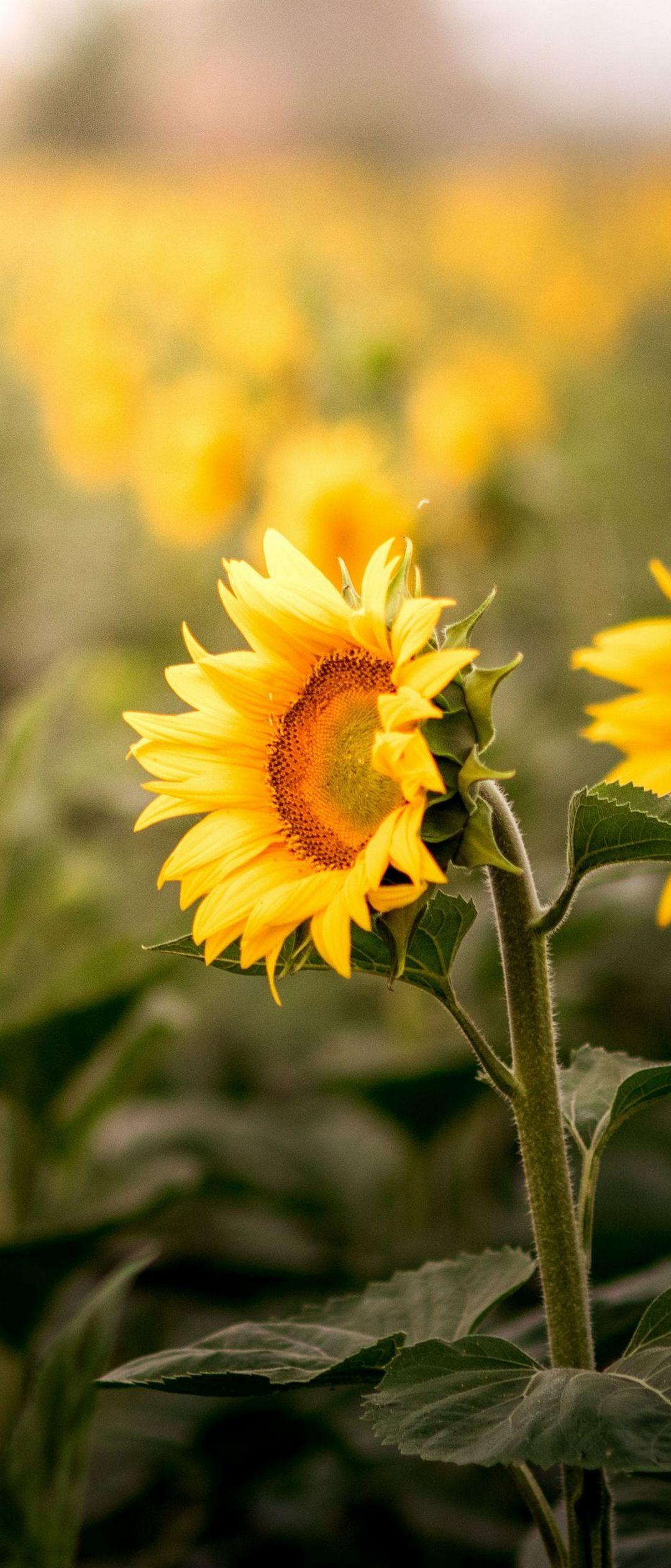 Yellow iPhone 11 Wallpapers Top Free Yellow iPhone 11 Backgrounds