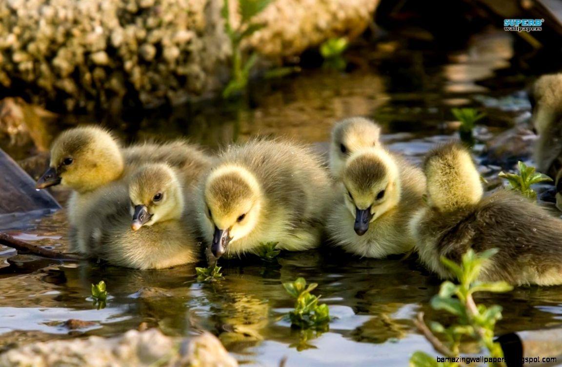 Baby Wild Animals Wallpapers Top Free Baby Wild Animals Backgrounds