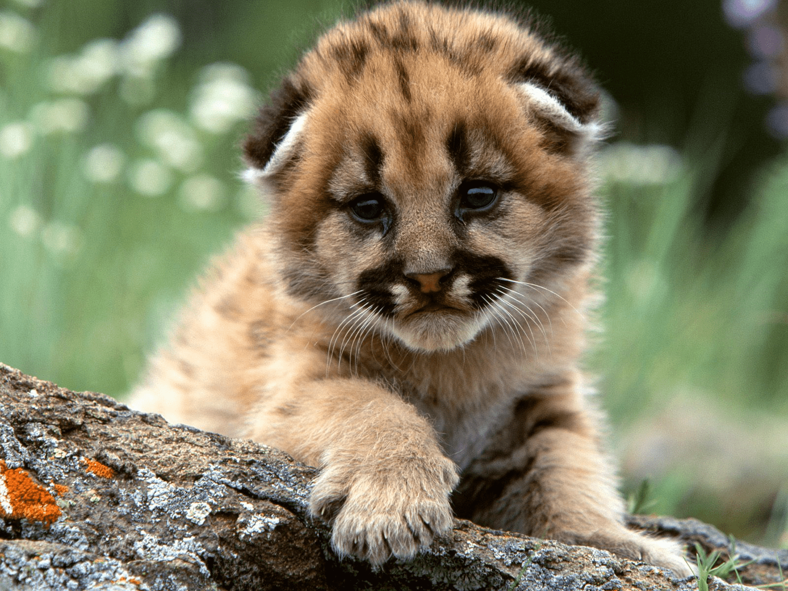 Baby Wild Animals Wallpapers Top Free Baby Wild Animals Backgrounds