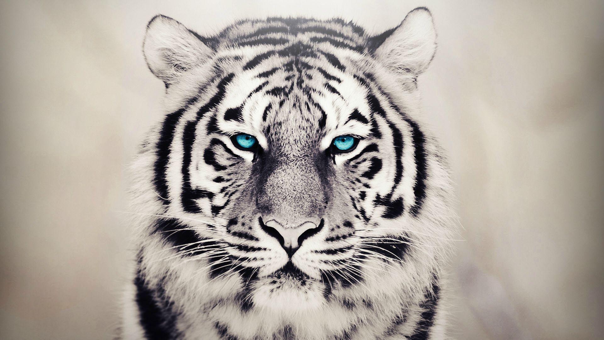 Dangerous Animals Wallpapers Top Free Dangerous Animals Backgrounds