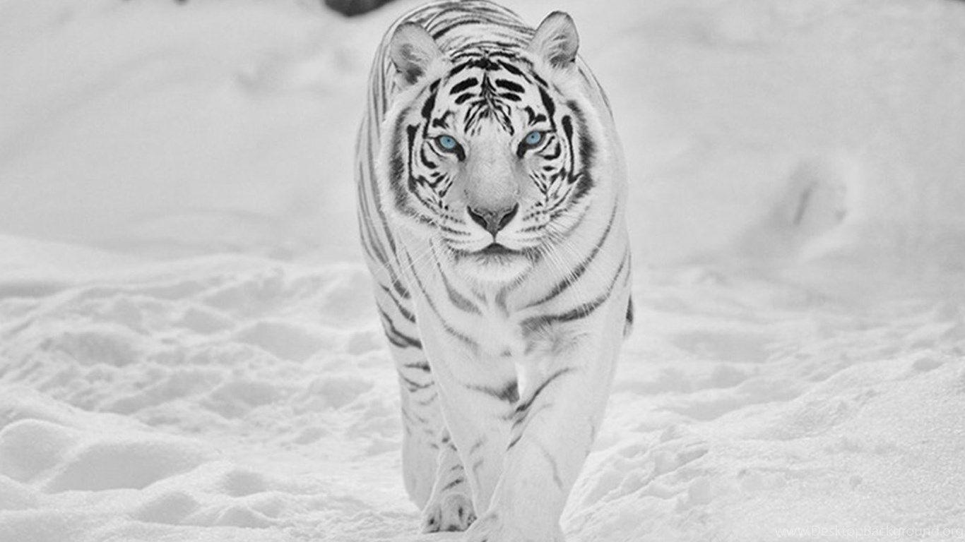 White Tiger 4K Wallpapers Top Free White Tiger 4K Backgrounds
