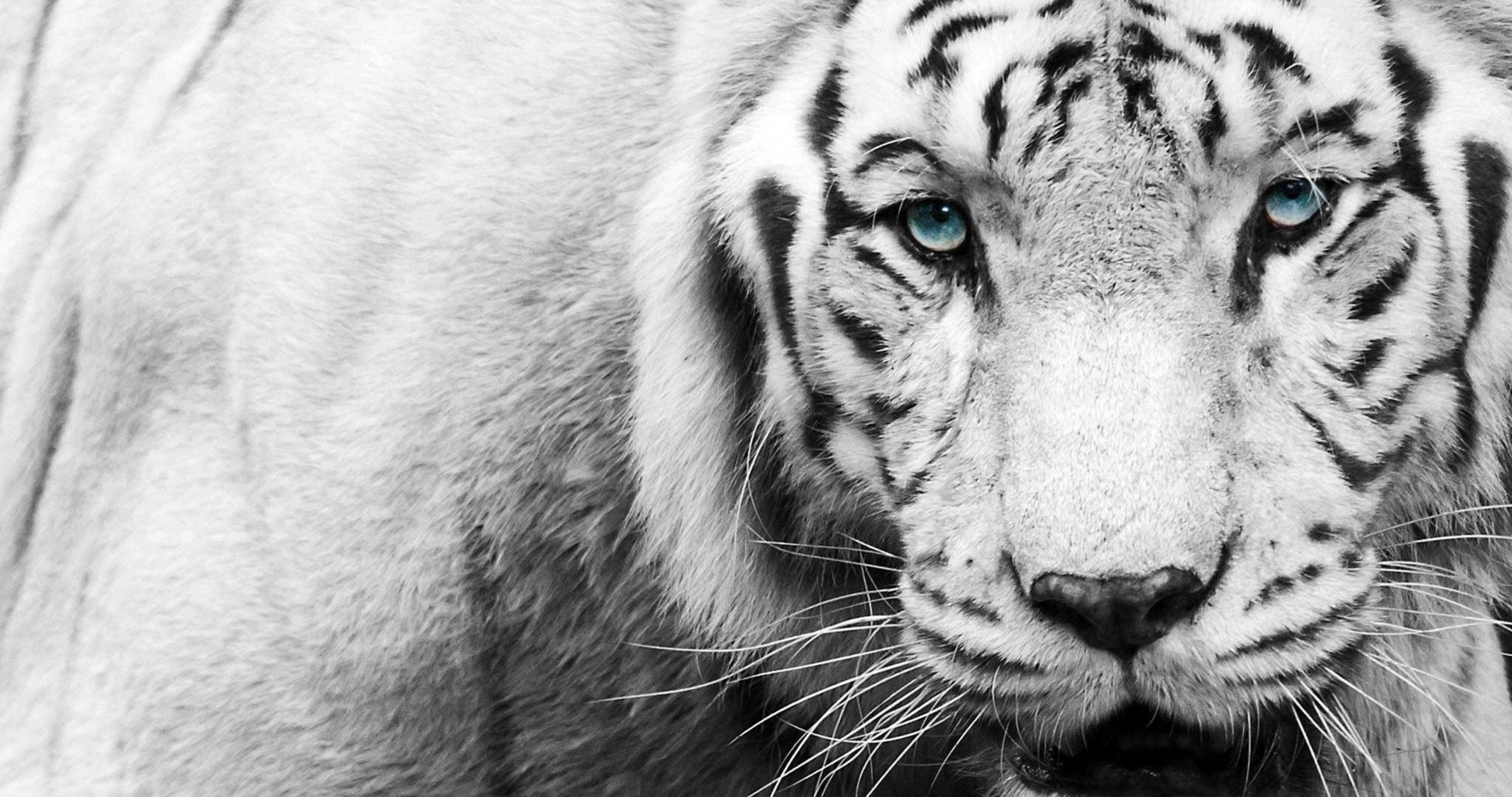 White Tiger 4K Wallpapers Top Free White Tiger 4K Backgrounds