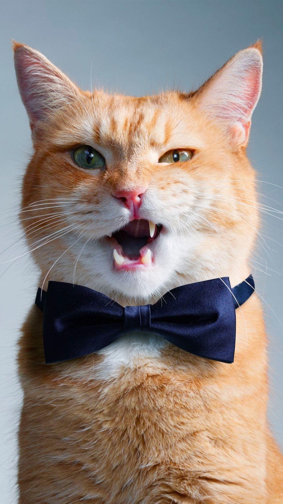 Funny Cat iPhone Wallpapers Top Free Funny Cat iPhone Backgrounds