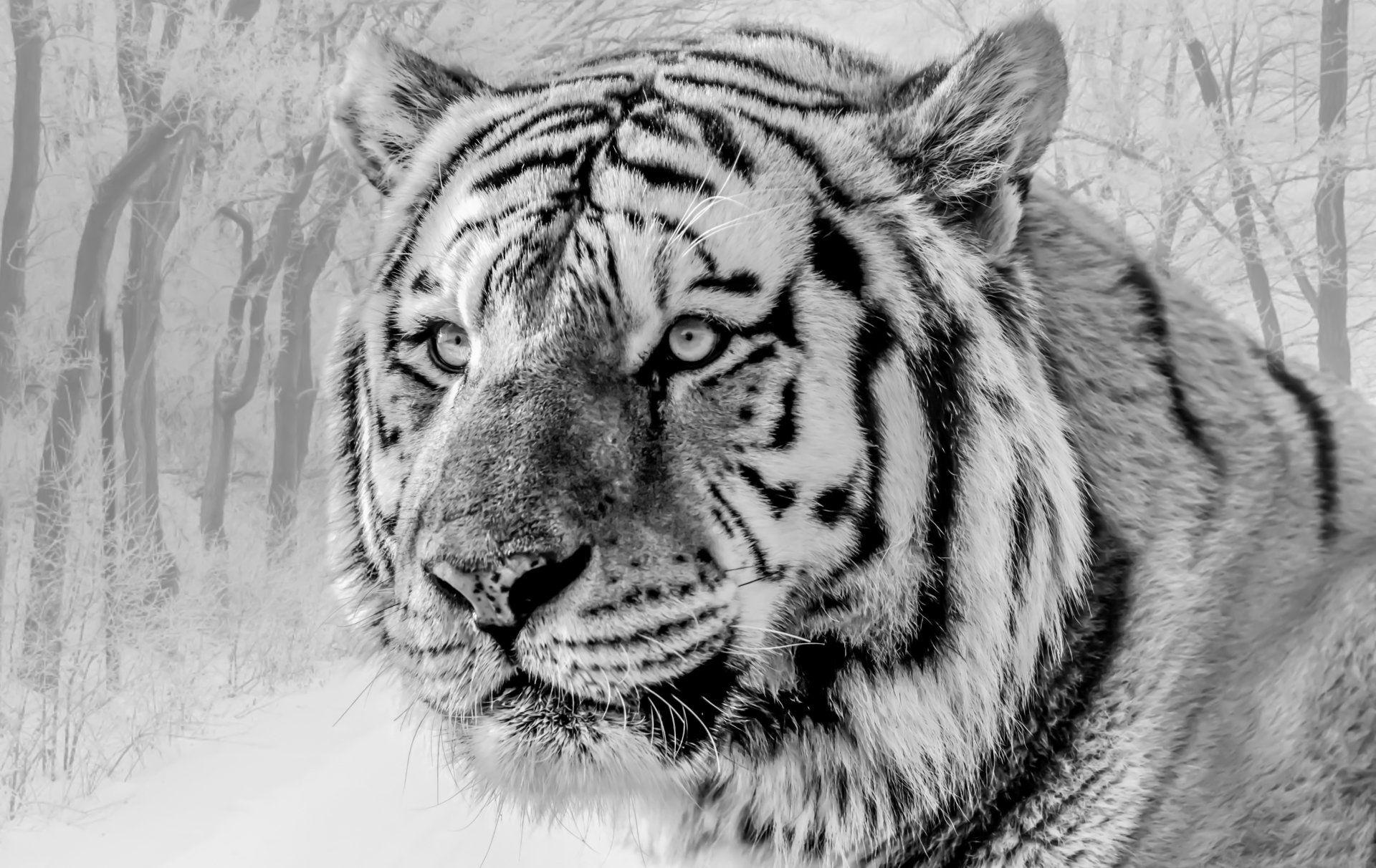 White Tiger 4K Wallpapers Top Free White Tiger 4K Backgrounds