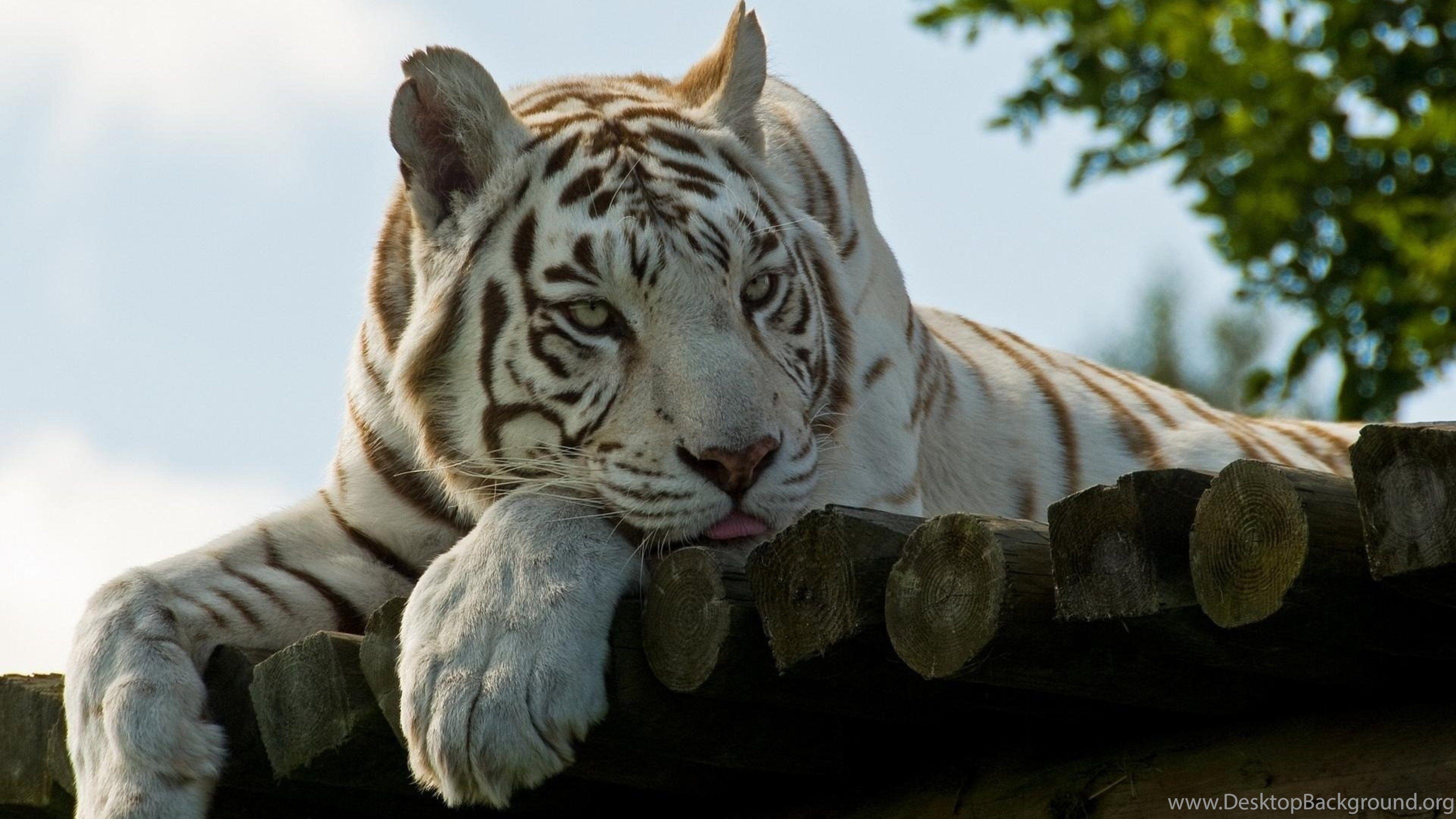 White Tiger 4K Wallpapers Top Free White Tiger 4K Backgrounds