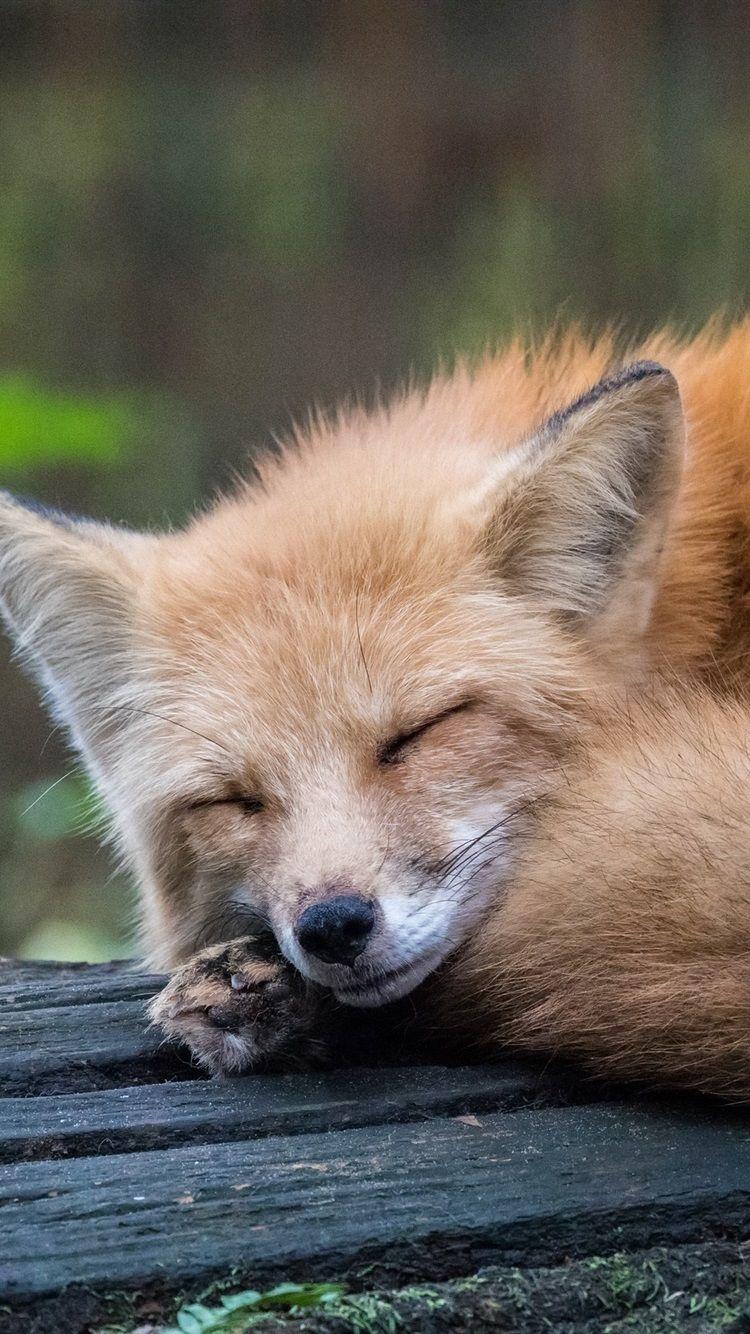 Cute Fox iPhone Wallpapers Top Free Cute Fox iPhone Backgrounds WallpaperAccess