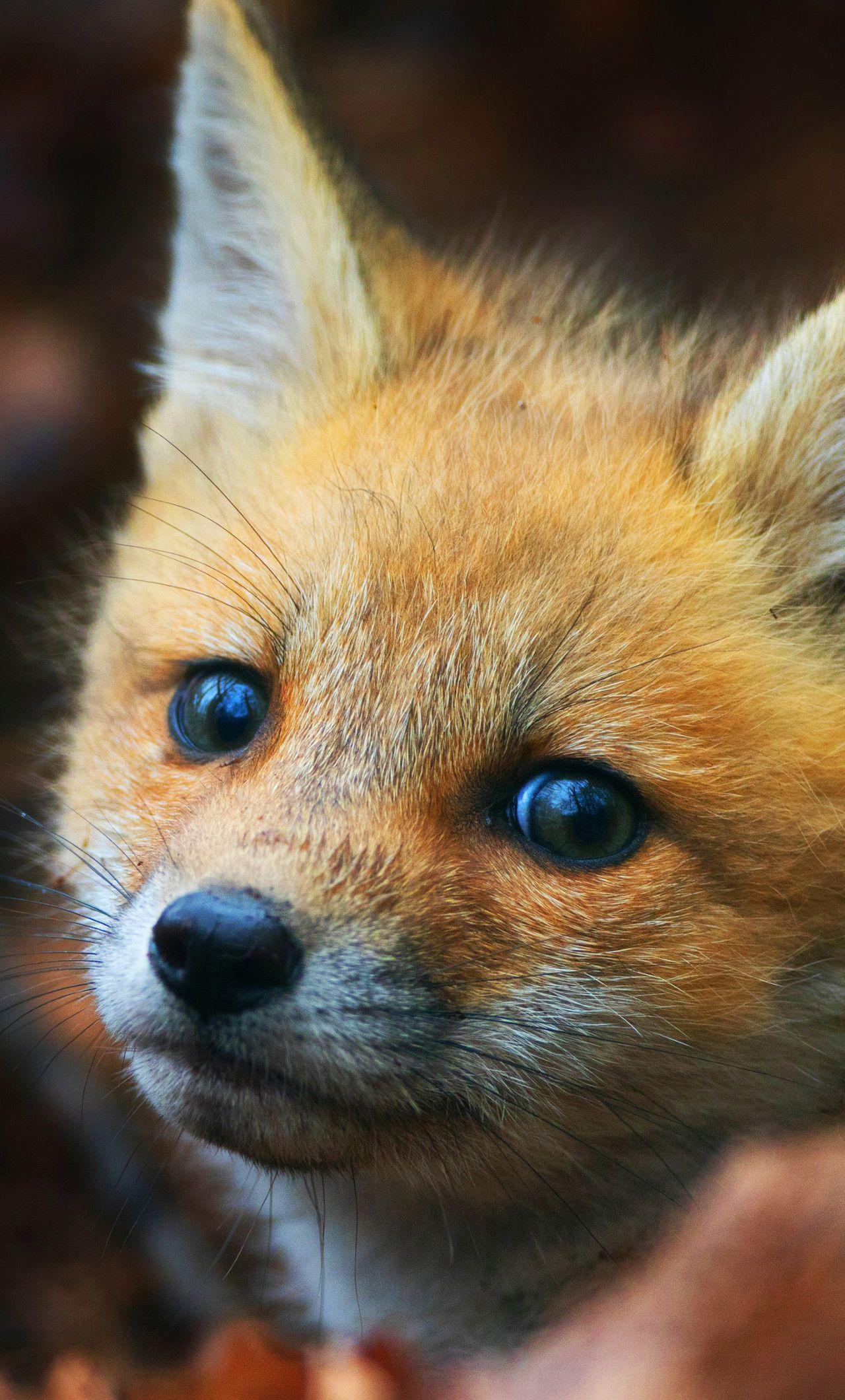 Cute Fox iPhone Wallpapers Top Free Cute Fox iPhone Backgrounds WallpaperAccess