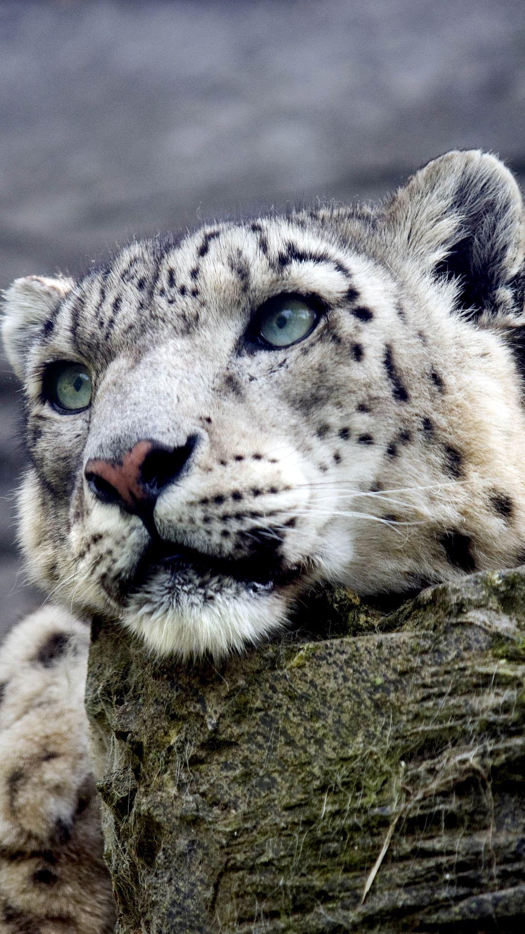Snow Leopard iPhone Wallpapers Top Free Snow Leopard iPhone