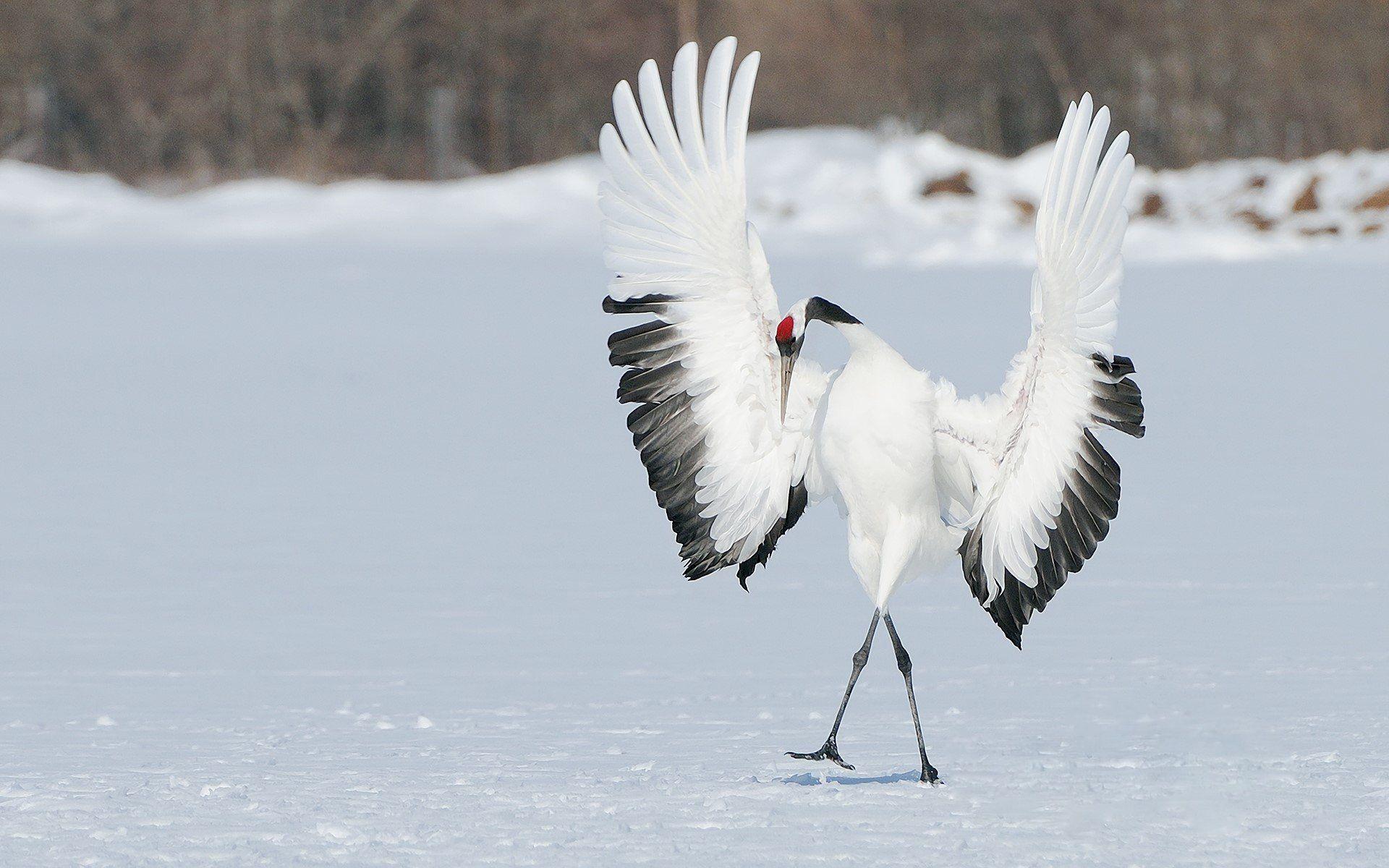Japanese Crane Birds Wallpapers Top Free Japanese Crane Birds