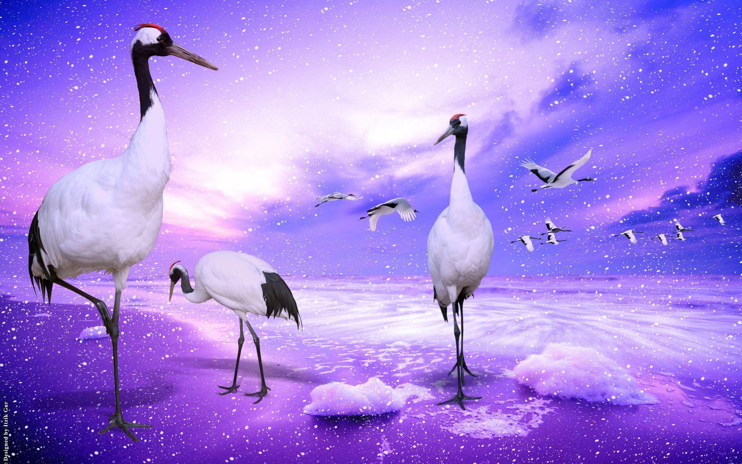Japanese Crane Birds Wallpapers Top Free Japanese Crane Birds