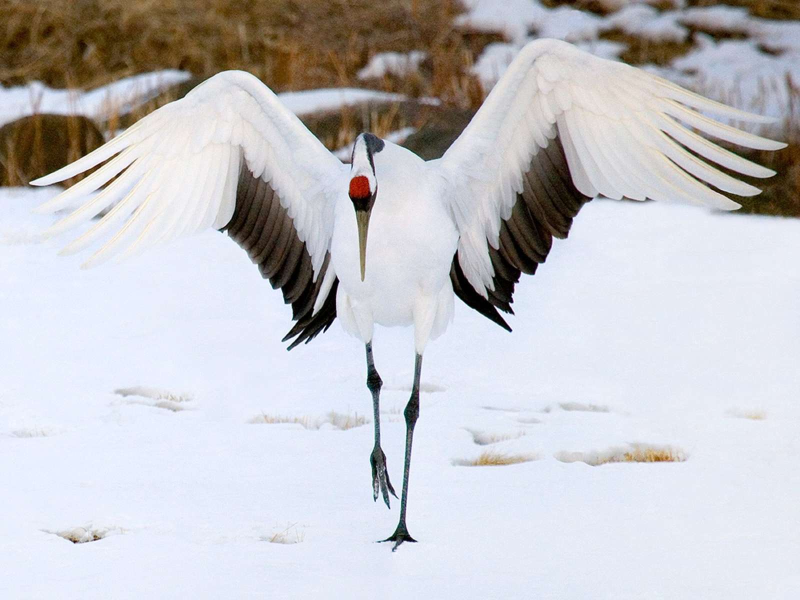 Japanese Crane Birds Wallpapers Top Free Japanese Crane Birds