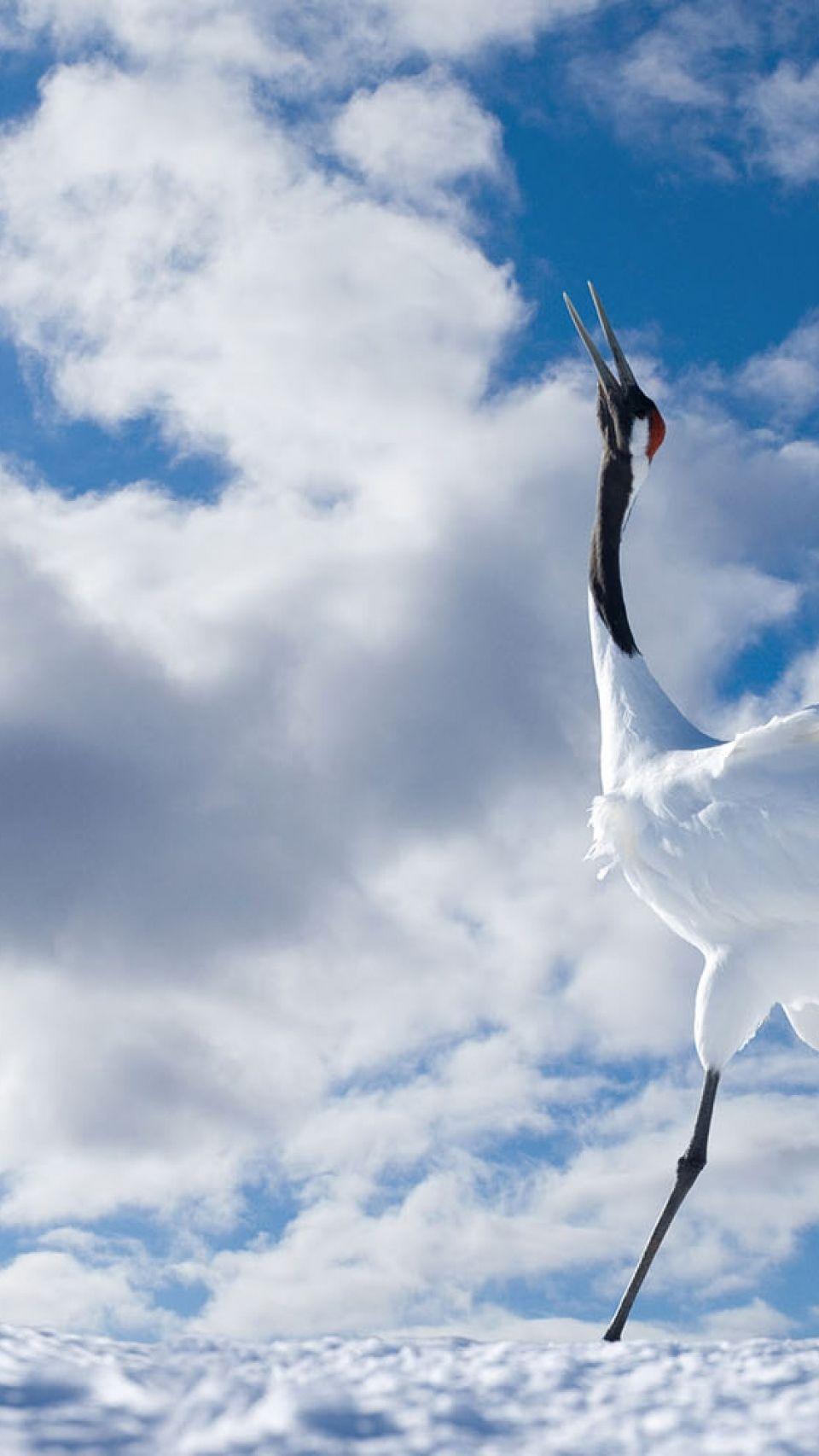 Japanese Crane Birds Wallpapers Top Free Japanese Crane Birds