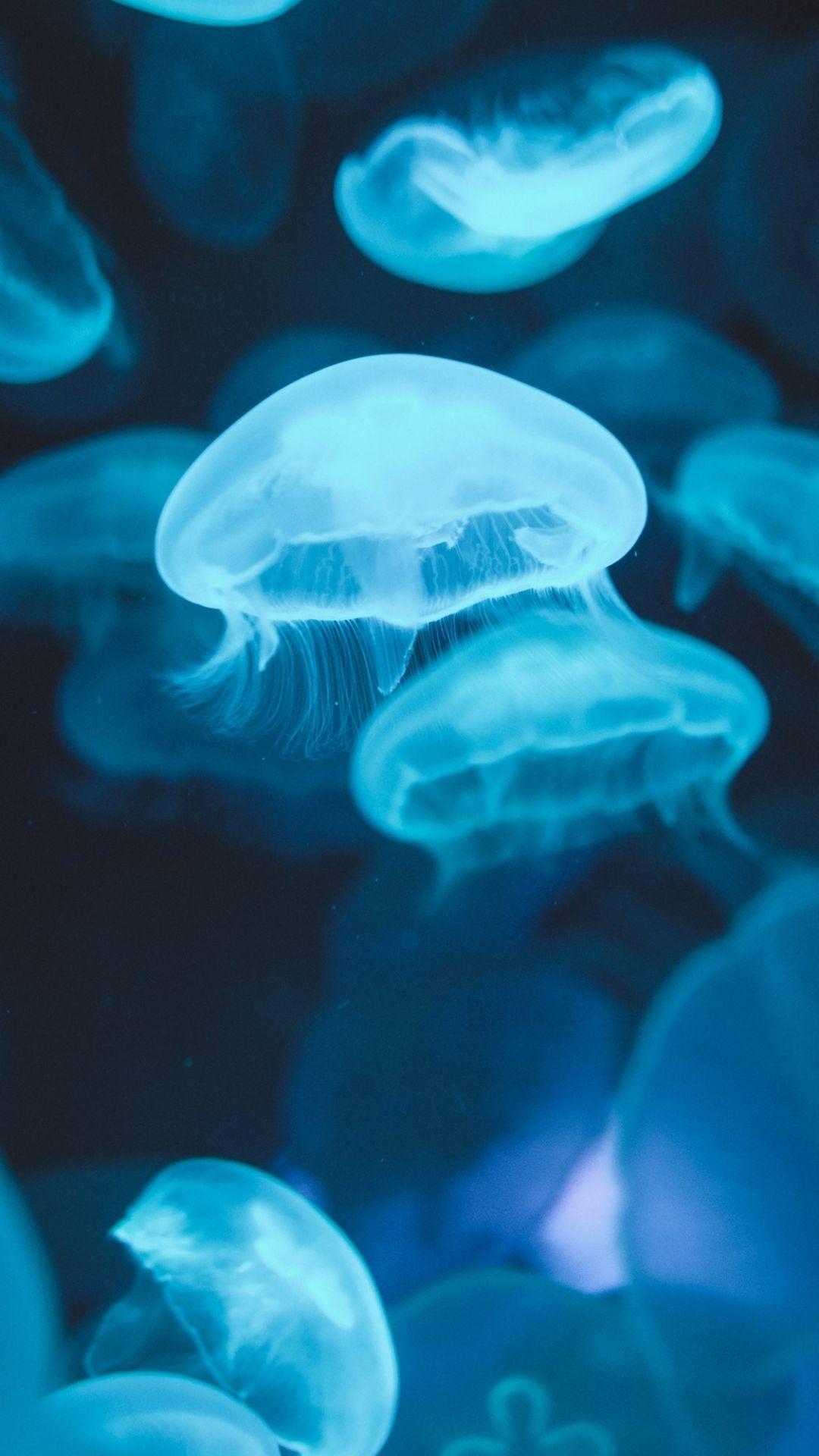Jellyfish Iphone Wallpaper