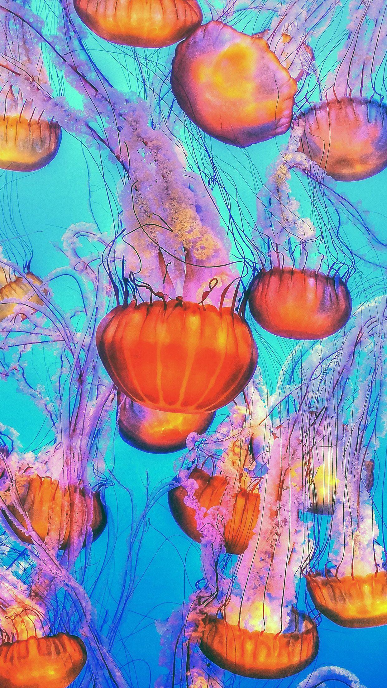 Jellyfish iPhone Wallpapers Top Free Jellyfish iPhone Backgrounds