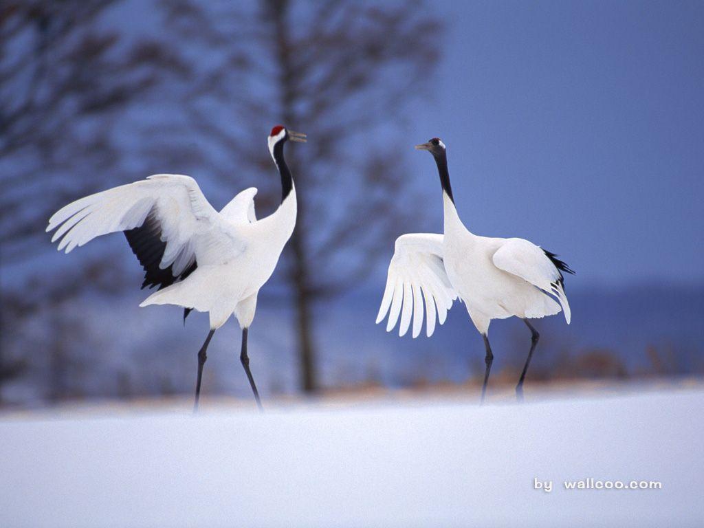 Japanese Crane Wallpapers Top Free Japanese Crane Backgrounds
