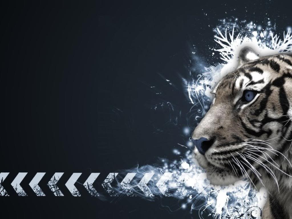 White Tiger HD Desktop Wallpapers Top Free White Tiger HD Desktop Backgrounds WallpaperAccess