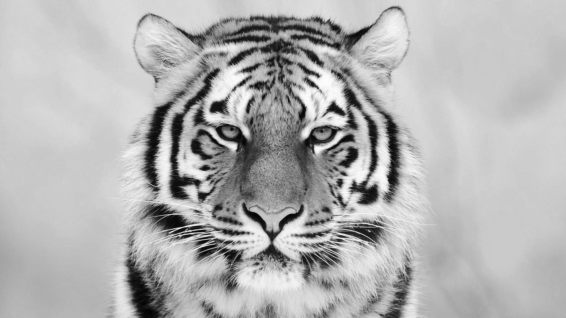 White Tiger Desktop Wallpapers Top Free White Tiger Desktop