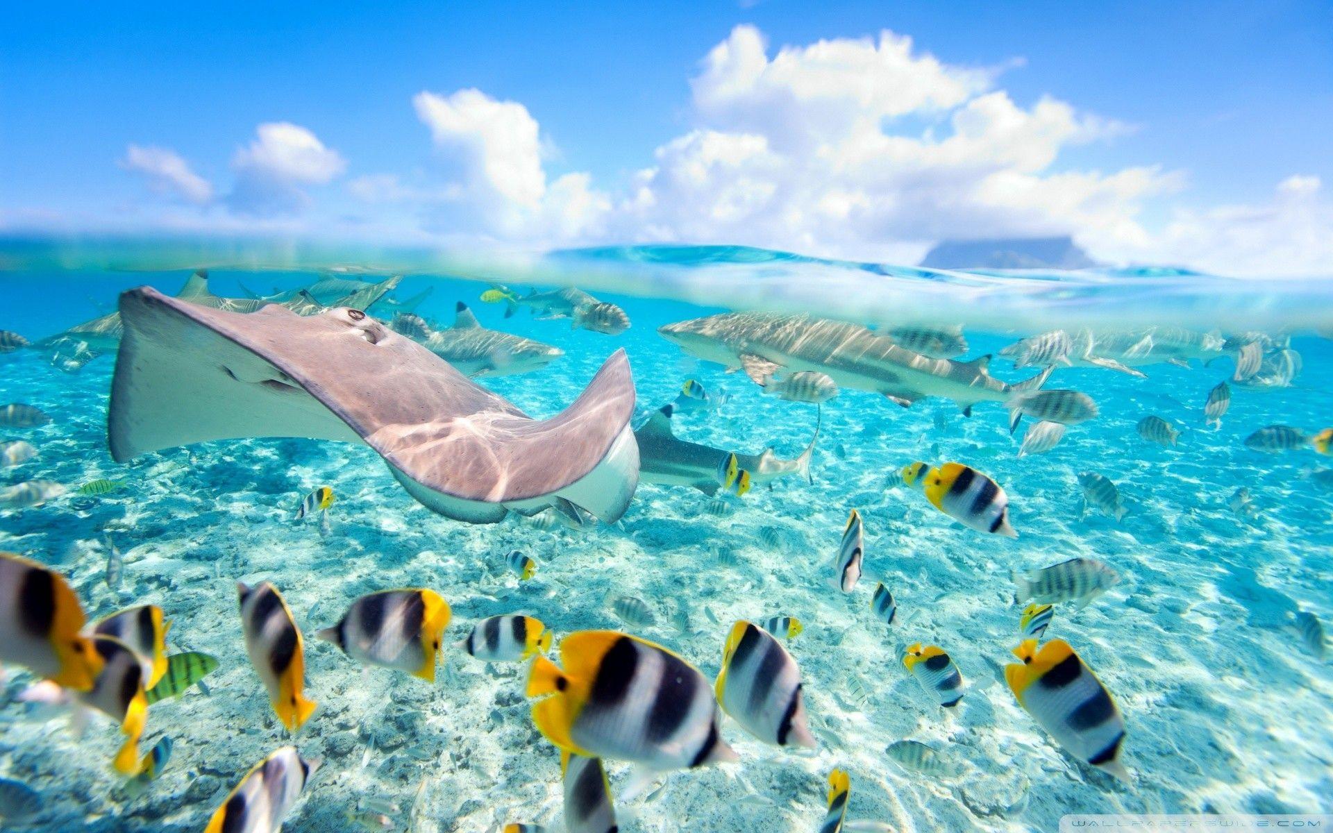 Under Sea HD Desktop Wallpapers Top Free Under Sea HD Desktop