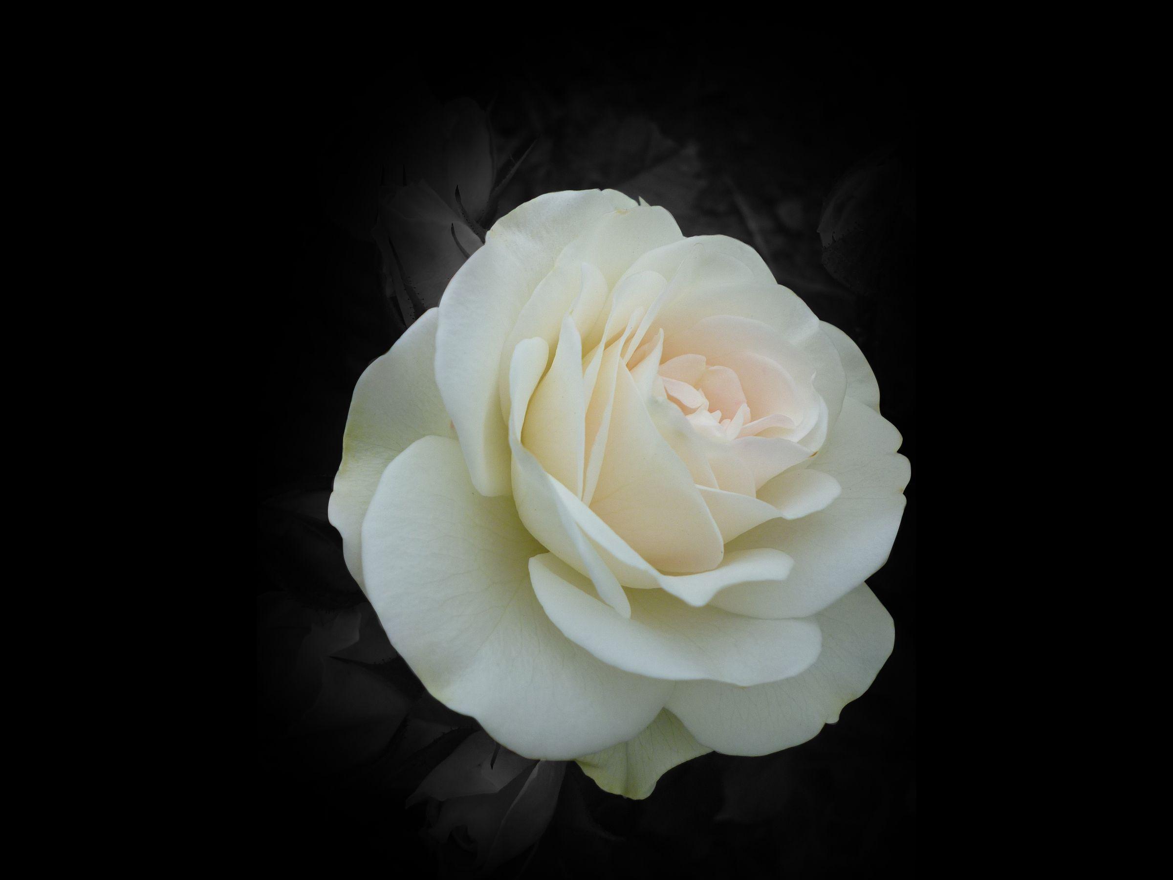 White Rose HD Desktop Wallpapers Top Free White Rose HD Desktop