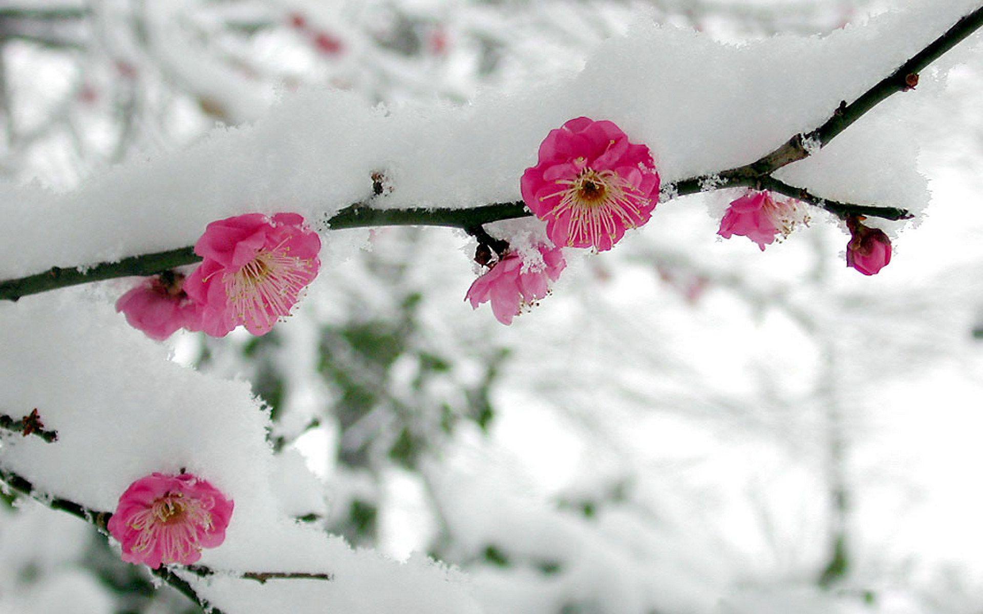 Flowers in Snow Desktop Wallpapers Top Free Flowers in Snow Desktop