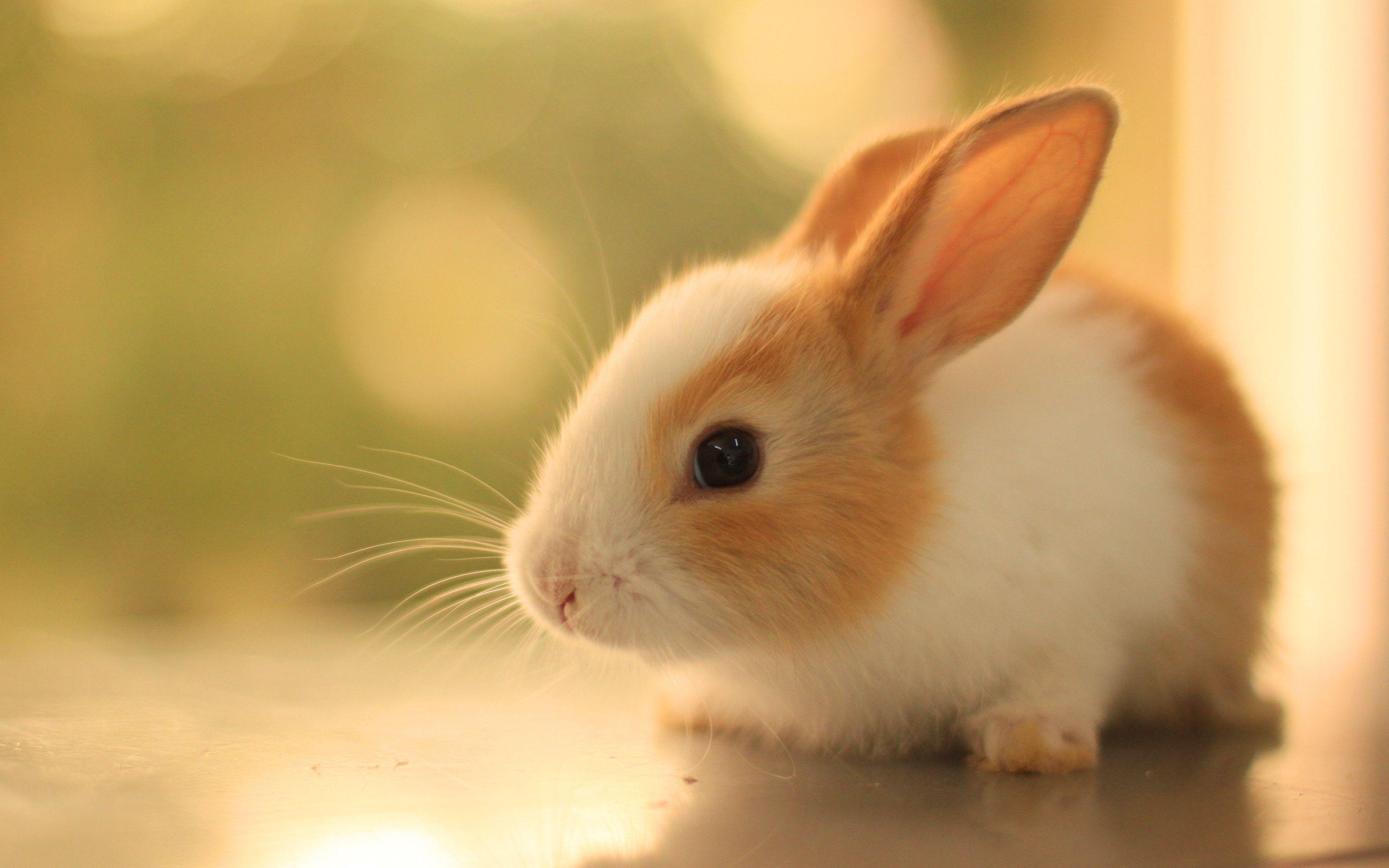 Baby Bunny Wallpapers Top Free Baby Bunny Backgrounds WallpaperAccess