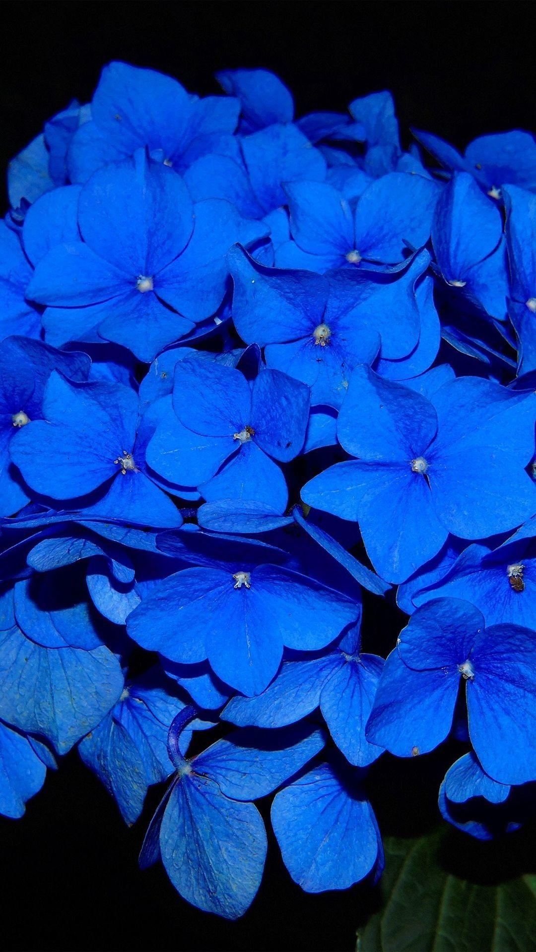 Blue Flower iPhone Wallpapers Top Free Blue Flower iPhone Backgrounds