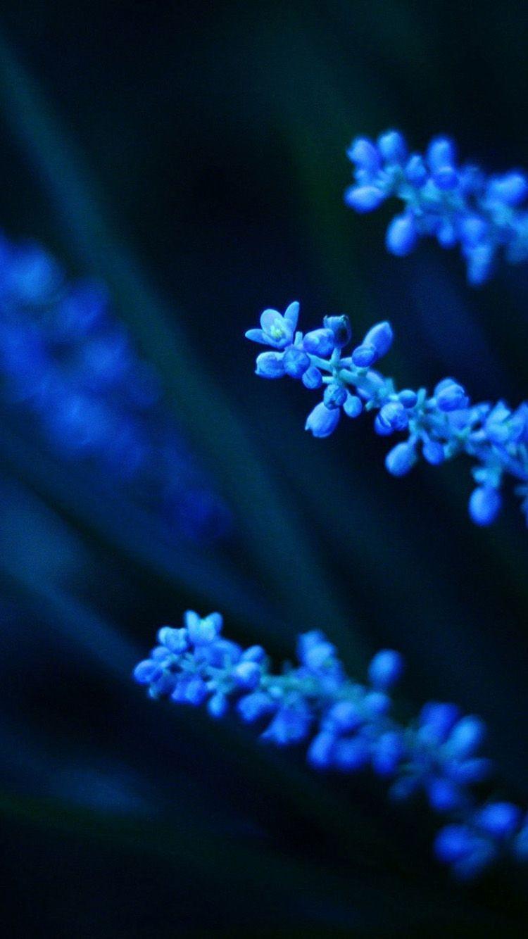 Blue Flower iPhone Wallpapers Top Free Blue Flower iPhone Backgrounds