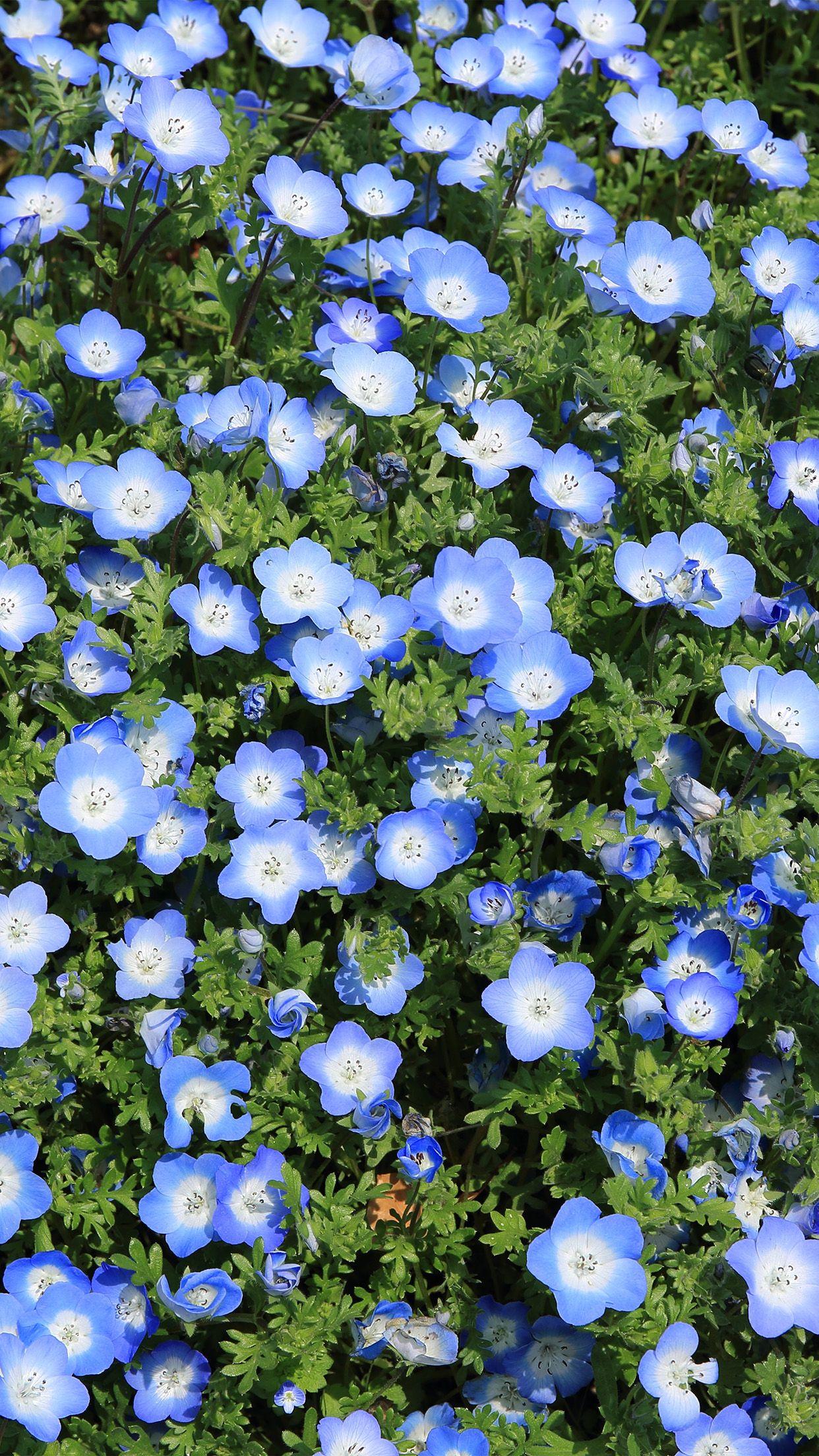Blue Flower iPhone Wallpapers Top Free Blue Flower iPhone Backgrounds