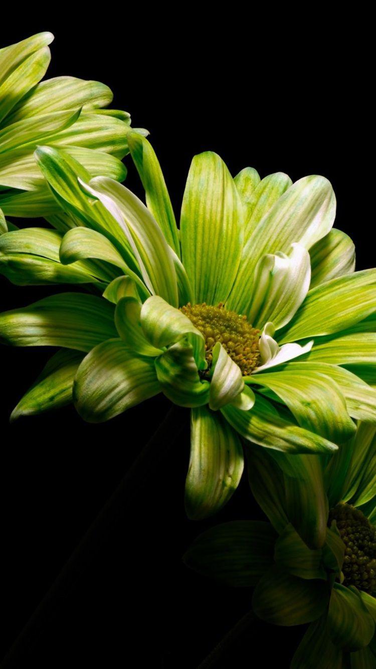 Black And Green Flower Background