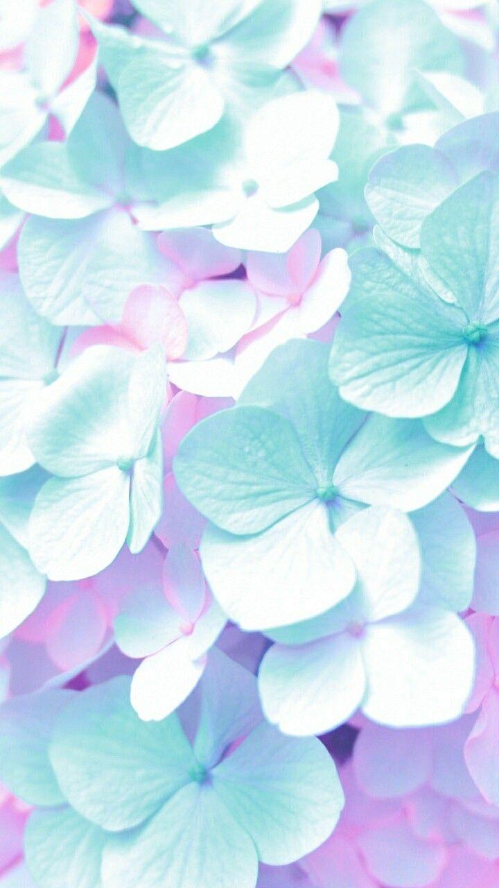 Pink and Blue Flowers Wallpapers Top Free Pink and Blue Flowers