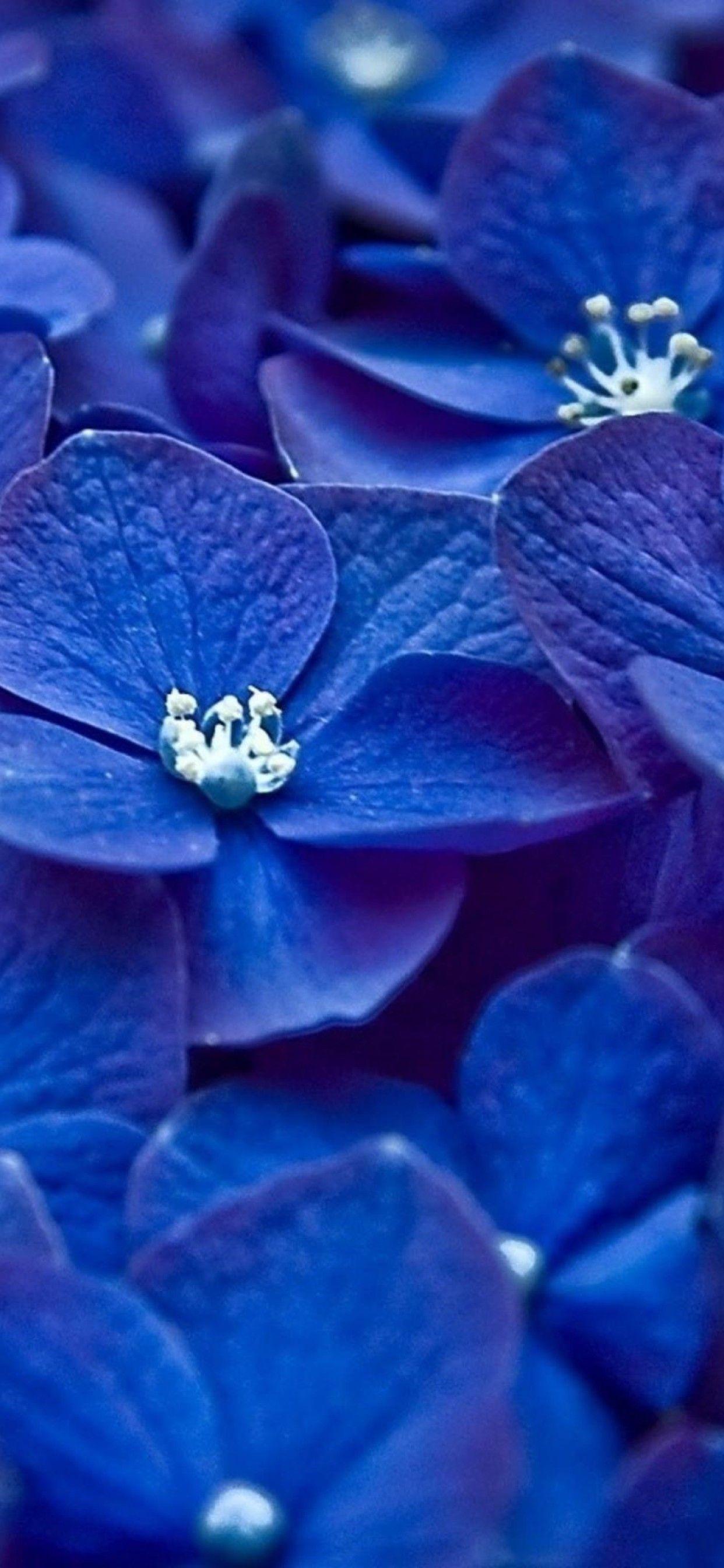 Blue Flower iPhone Wallpapers Top Free Blue Flower iPhone Backgrounds