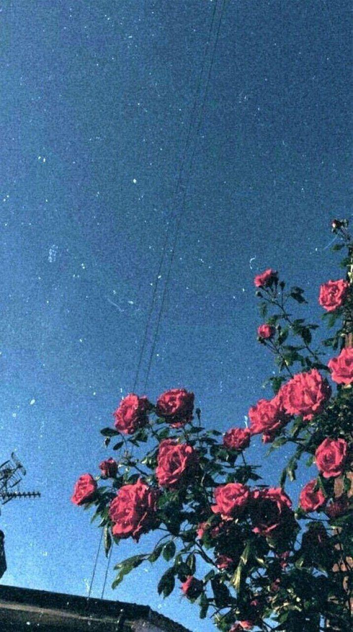 Blue Flower iPhone Wallpapers Top Free Blue Flower iPhone Backgrounds