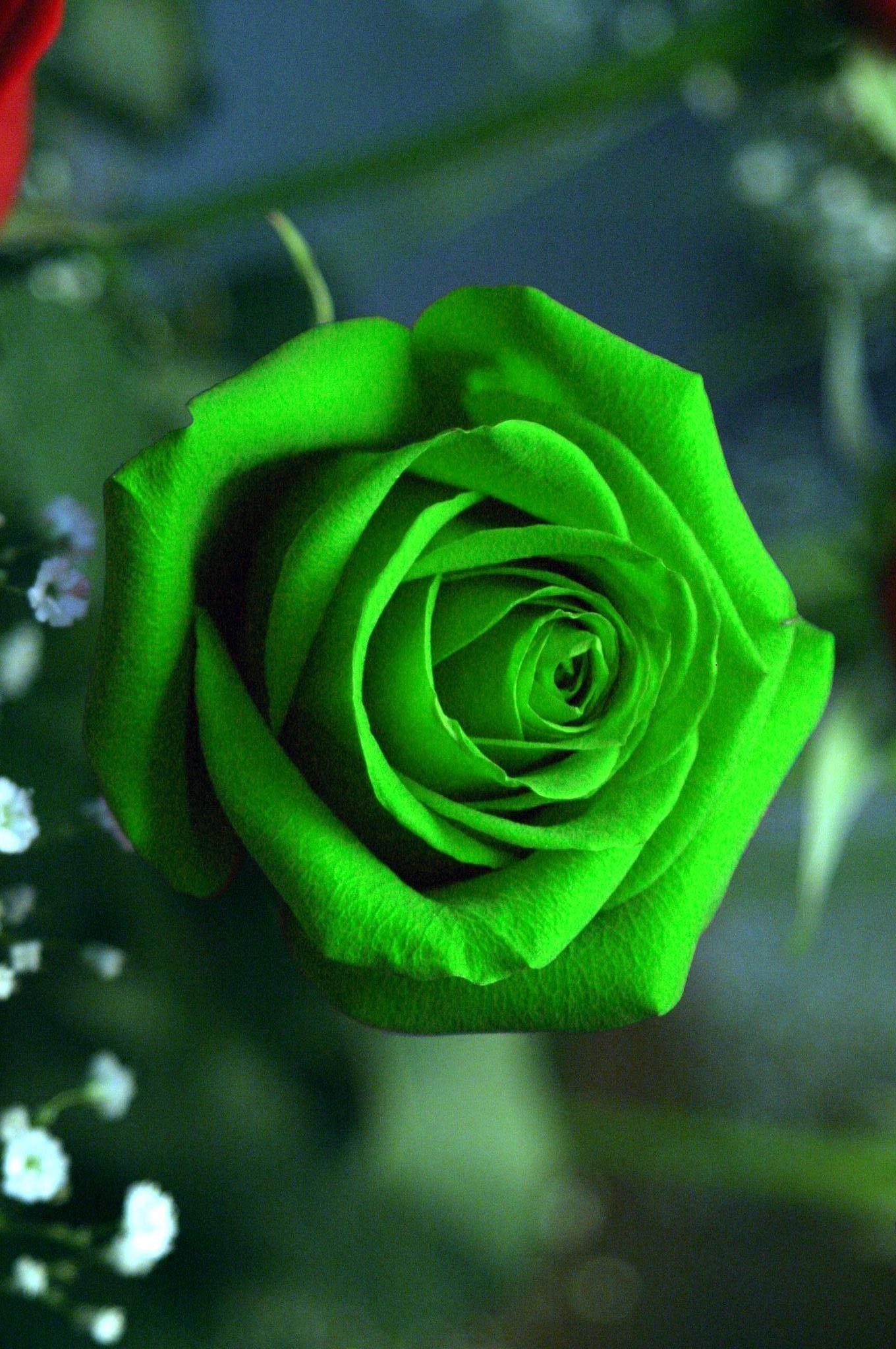 Green Flower iPhone Wallpapers Top Free Green Flower iPhone