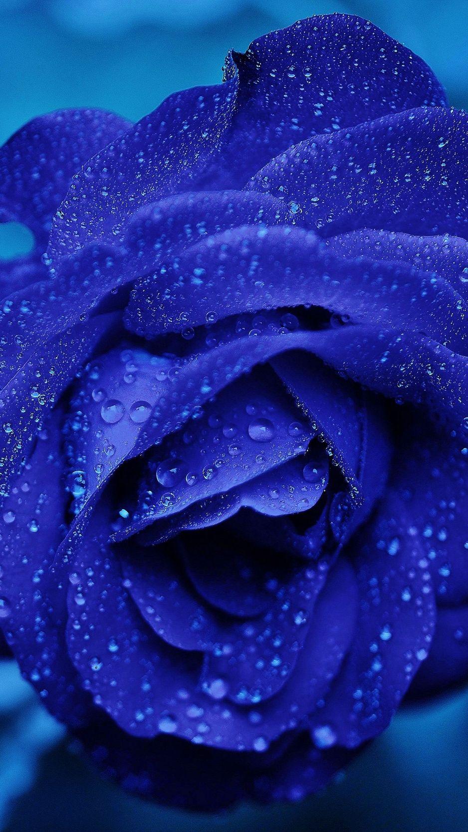 Blue Flower iPhone Wallpapers Top Free Blue Flower iPhone Backgrounds