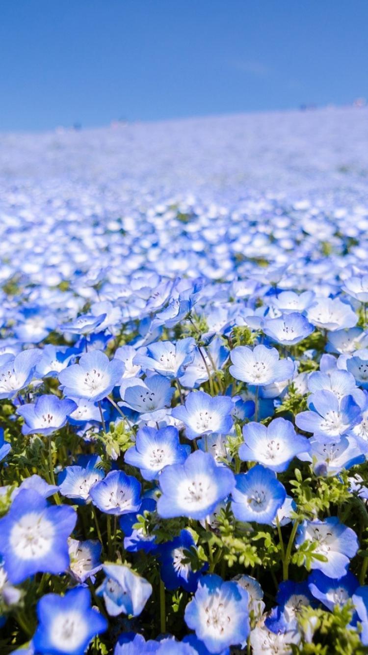 Blue Flower iPhone Wallpapers Top Free Blue Flower iPhone Backgrounds