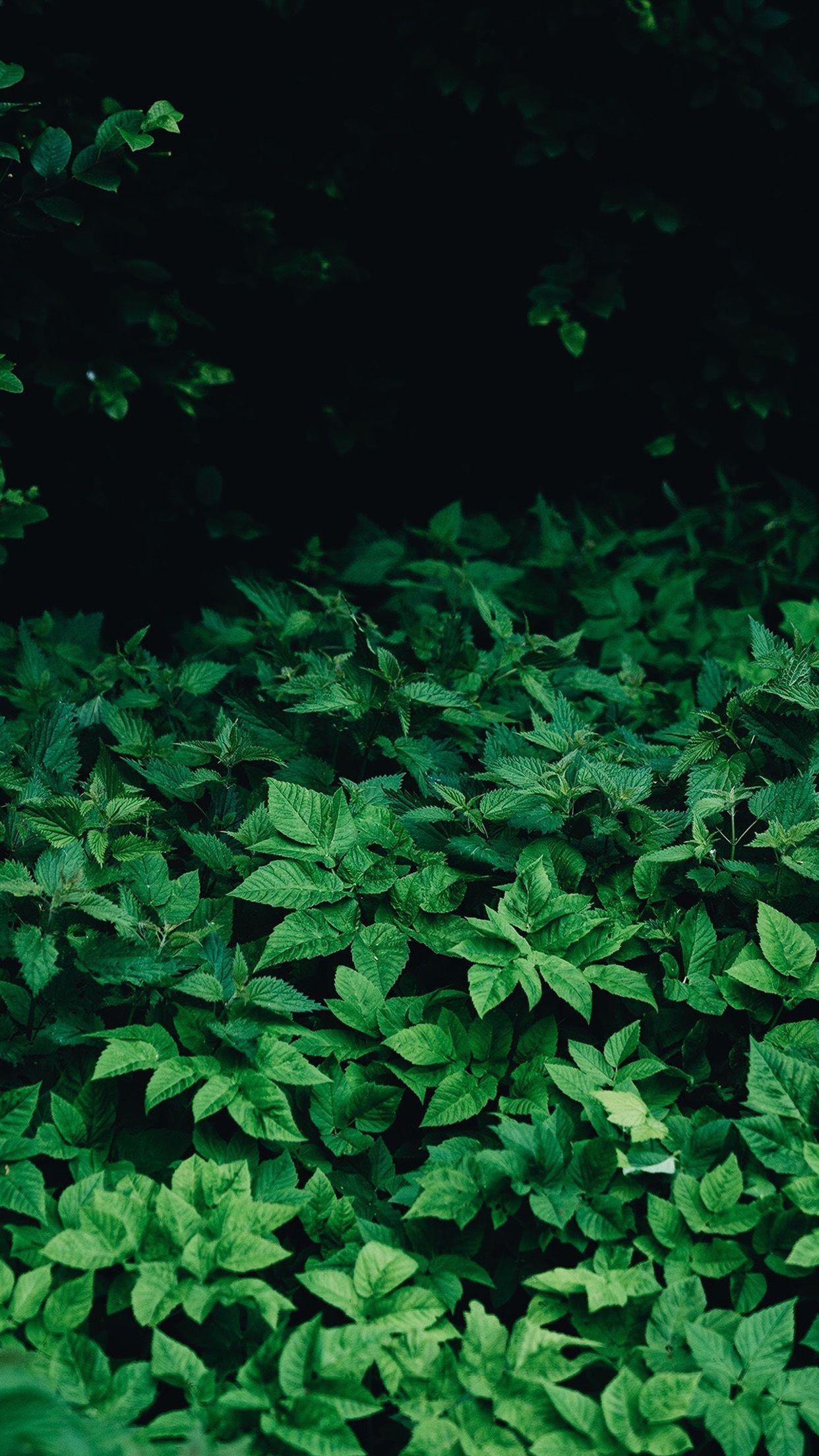 Green Nature iPhone Wallpapers Top Free Green Nature iPhone