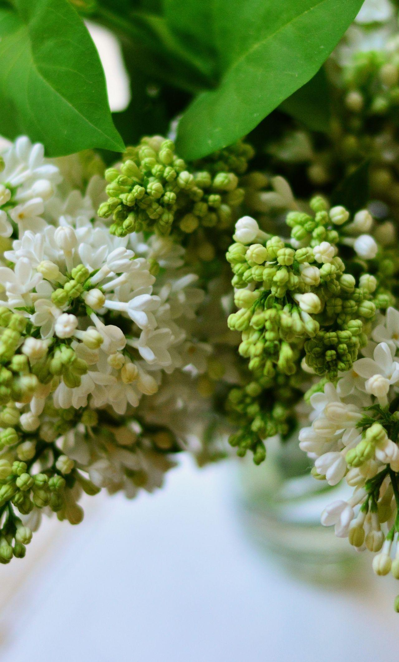 Green Flower iPhone Wallpapers Top Free Green Flower iPhone