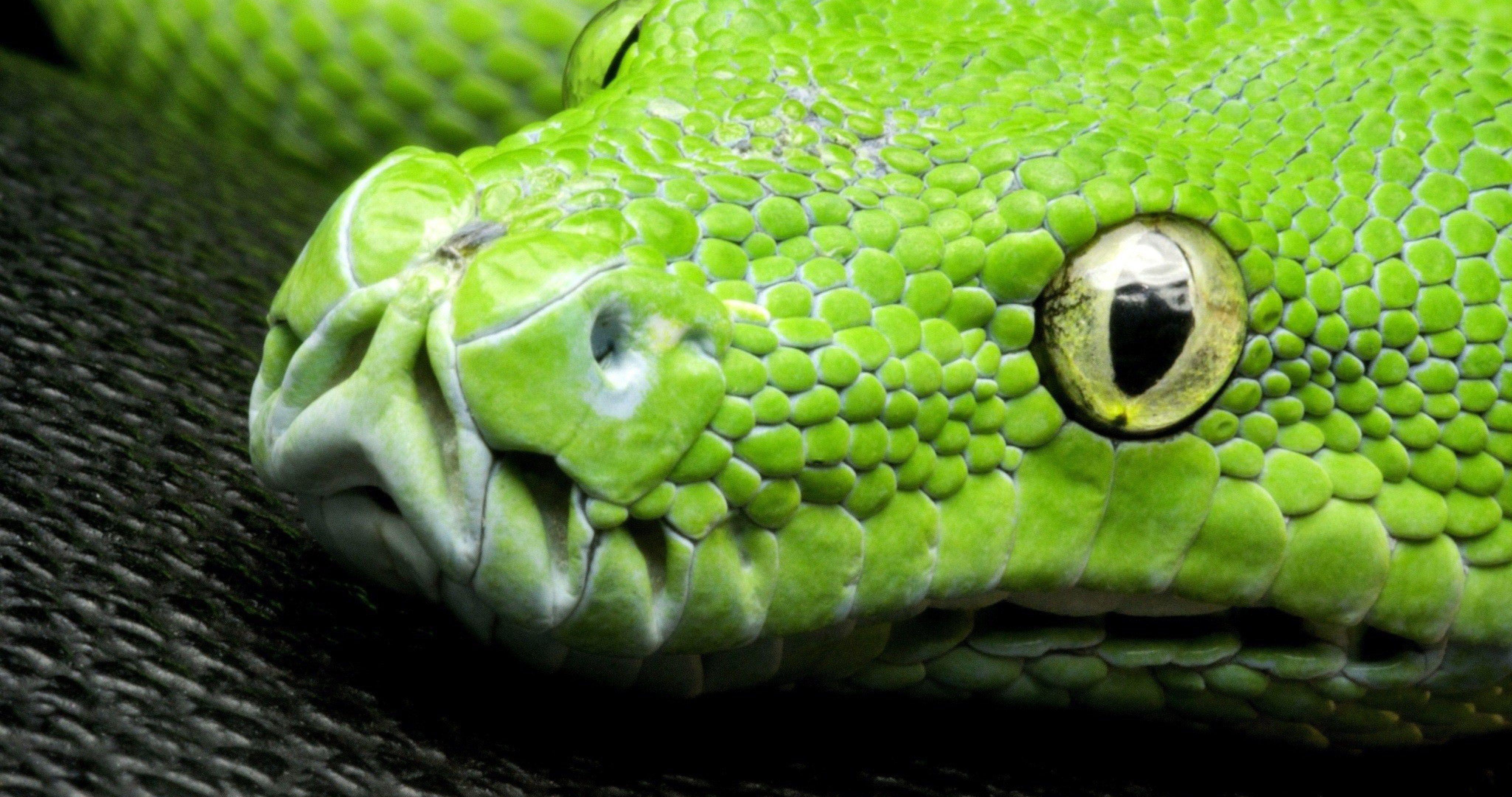 Ultra HD Snakes Wallpapers Top Free Ultra HD Snakes Backgrounds