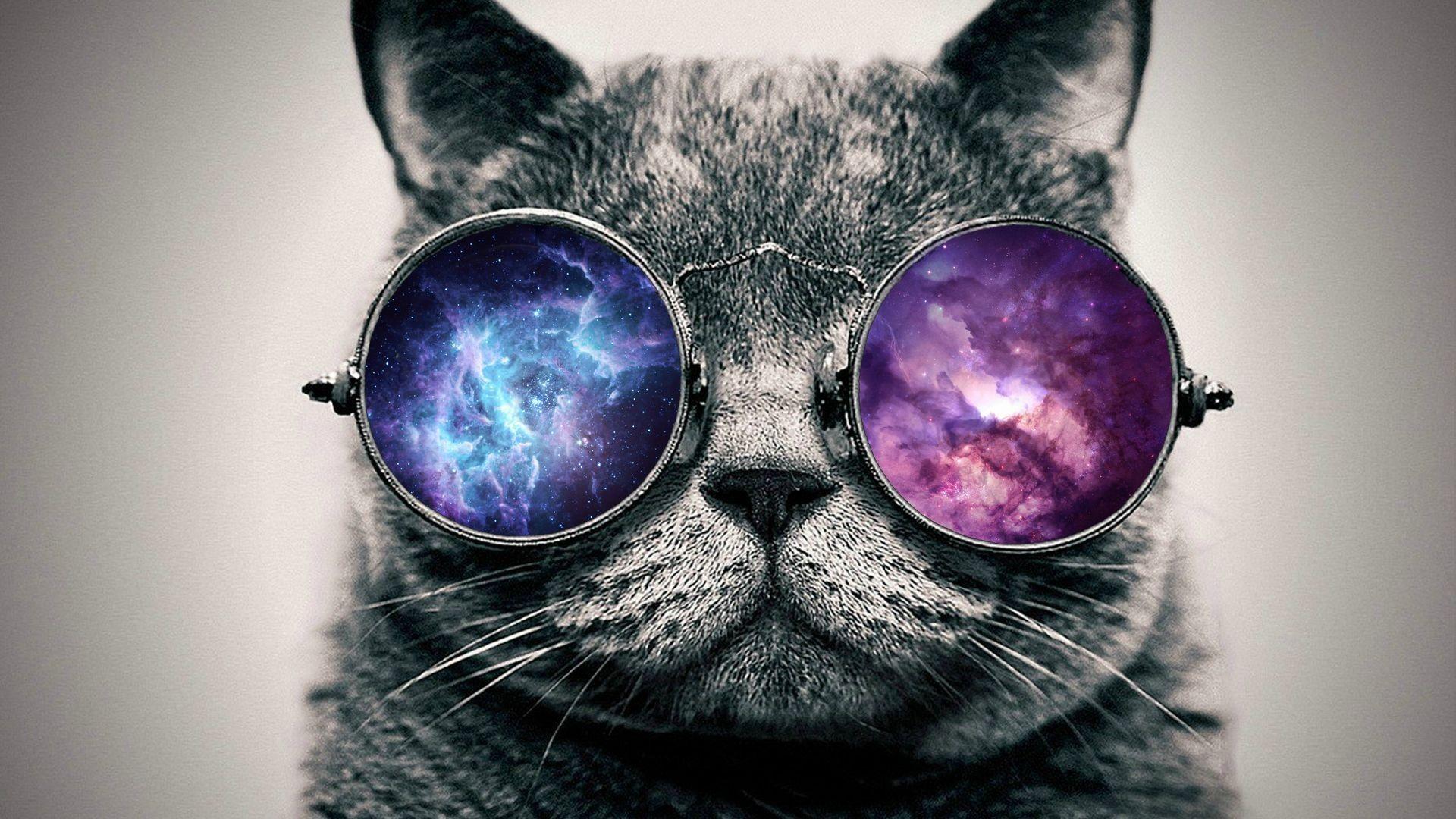 Trippy Cat Wallpapers Top Free Trippy Cat Backgrounds WallpaperAccess