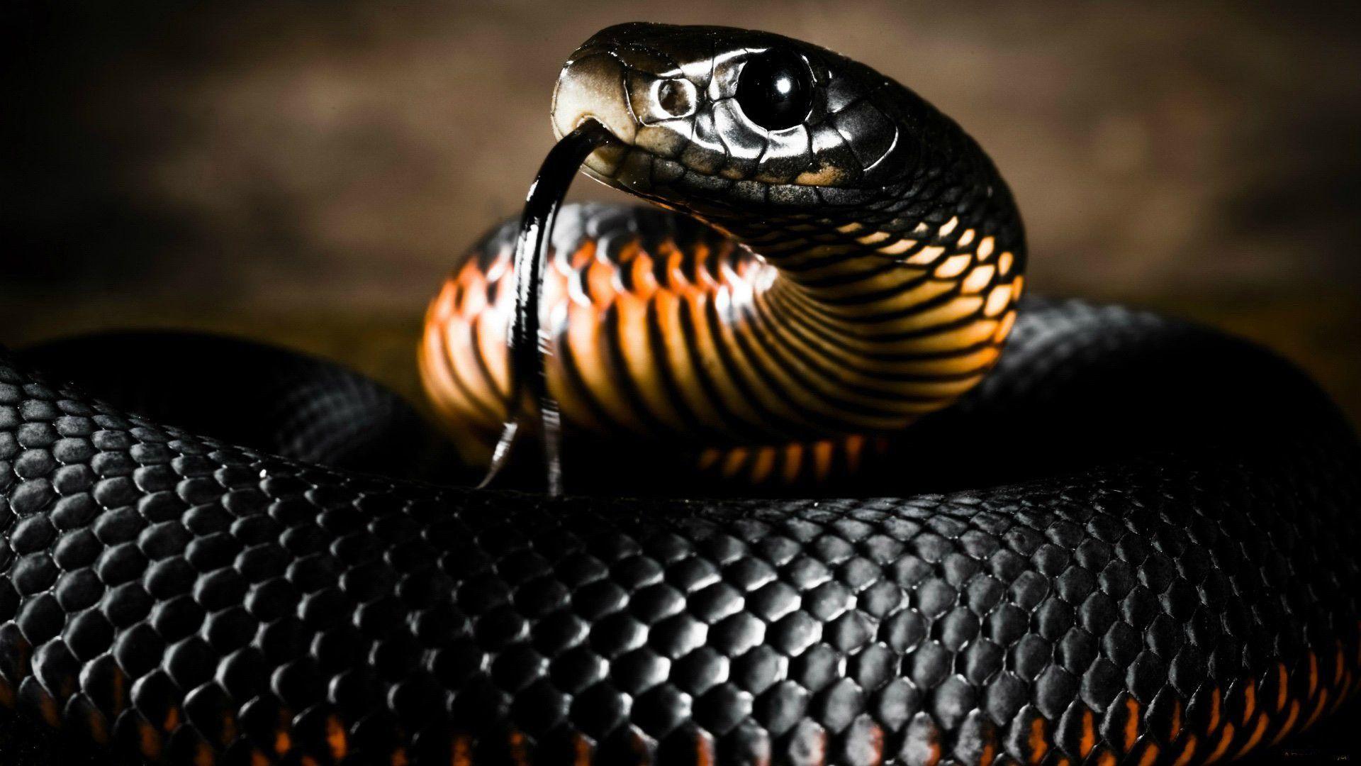 Snake 4K Ultra HD Wallpapers Top Free Snake 4K Ultra HD Backgrounds