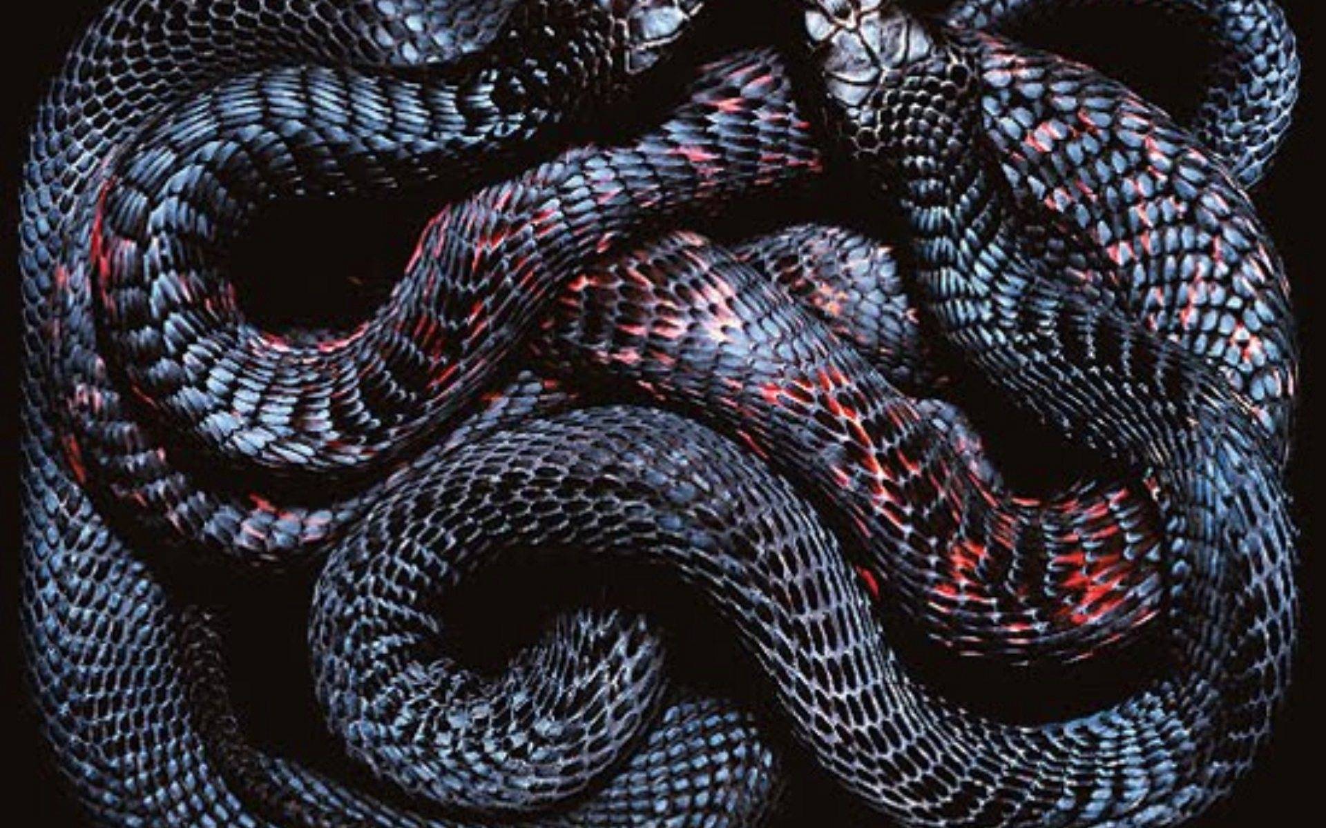 Snake 4K Ultra HD Wallpapers Top Free Snake 4K Ultra HD Backgrounds