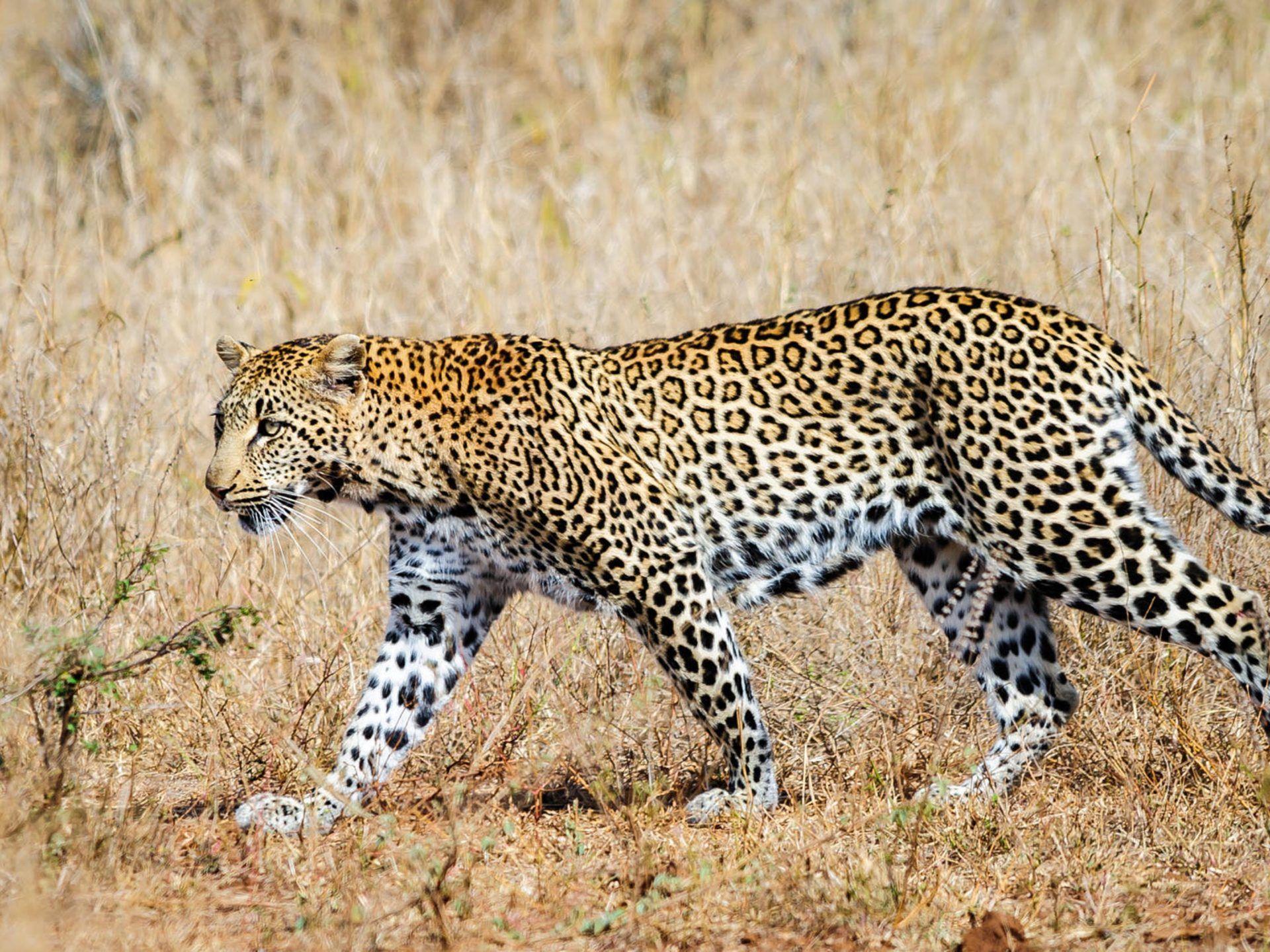 Leopard Laptop Wallpapers Top Free Leopard Laptop Backgrounds