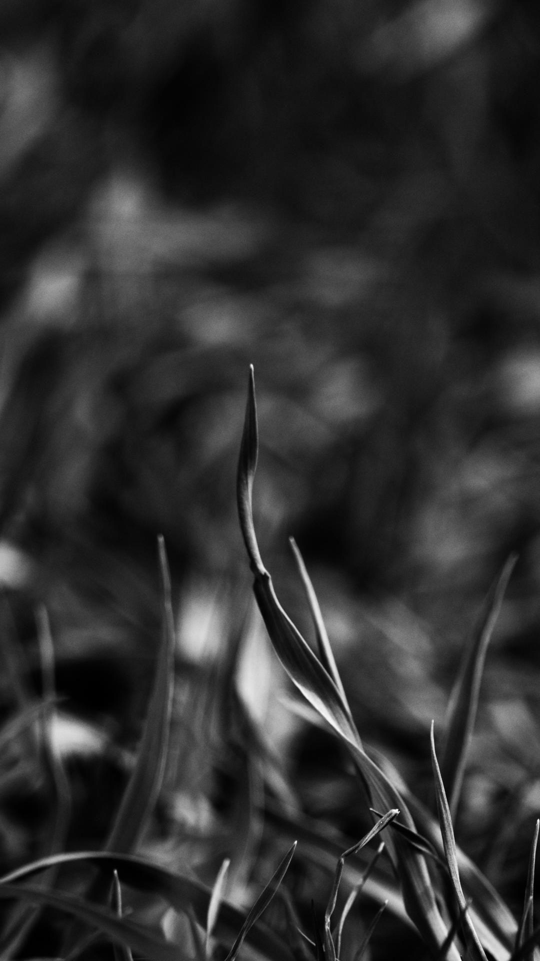 Black Grass Wallpapers Top Free Black Grass Backgrounds WallpaperAccess