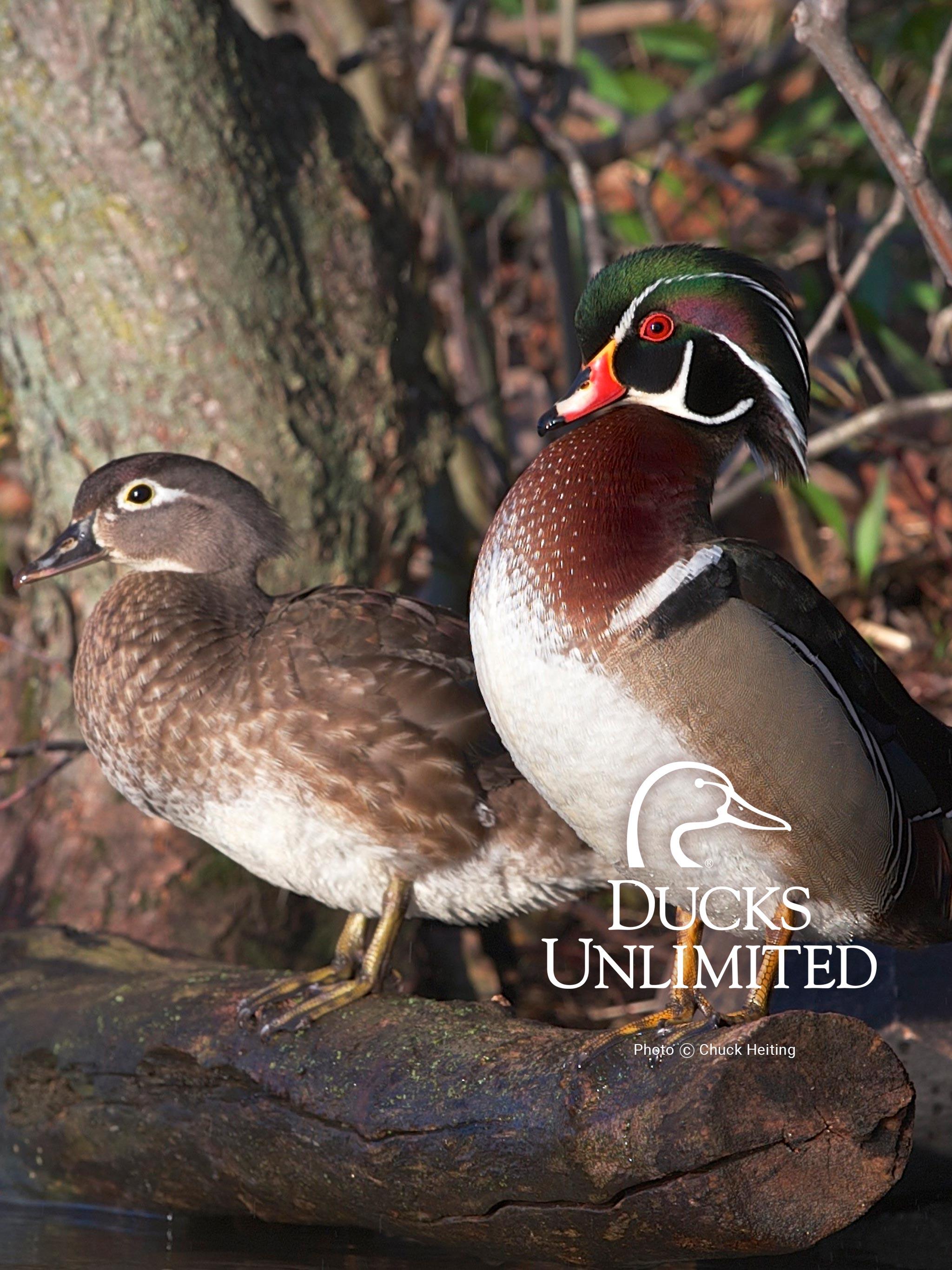 Ducks Unlimited Wallpapers Top Free Ducks Unlimited Backgrounds WallpaperAccess