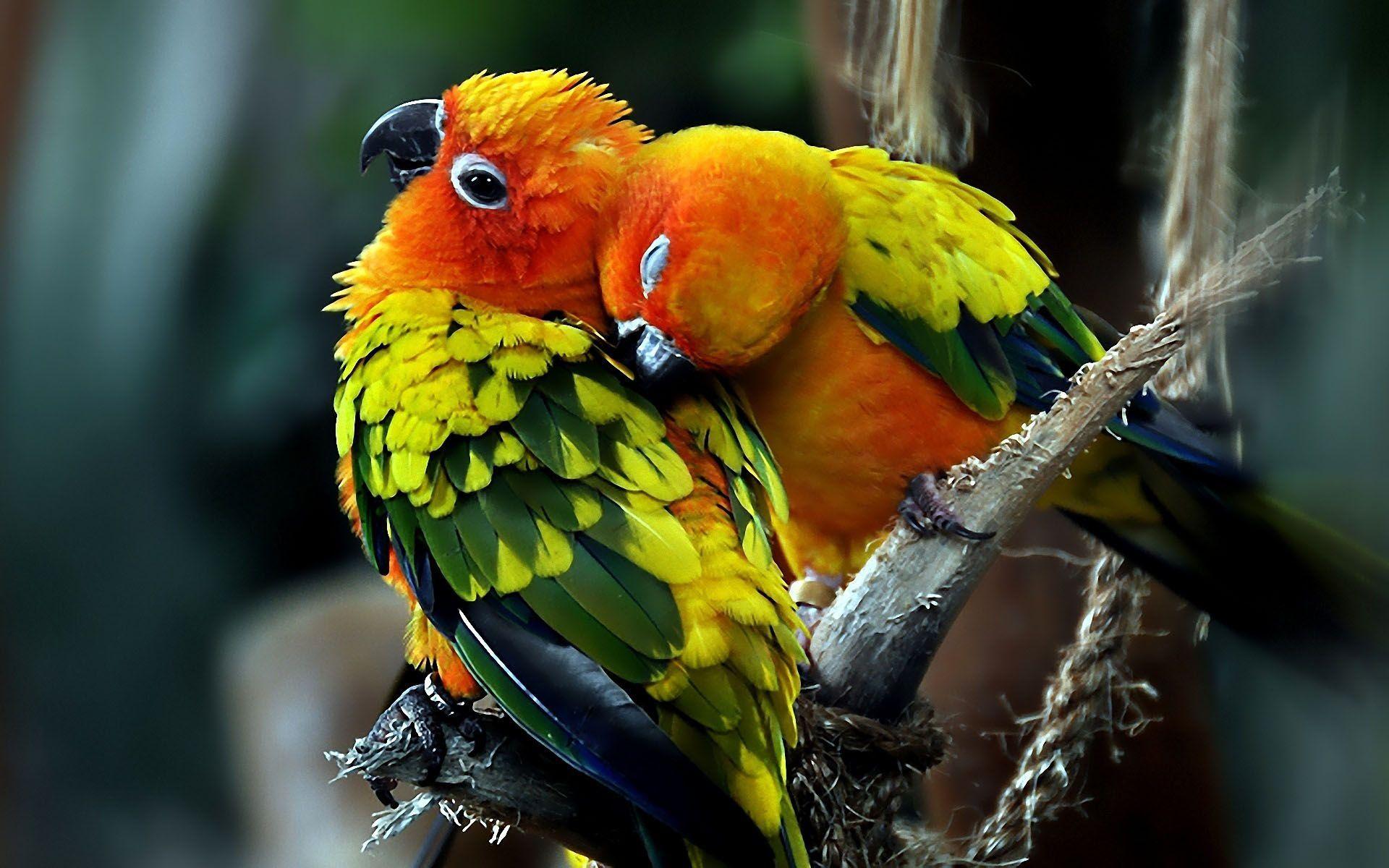 Sun Conure Wallpapers - Top Free Sun Conure Backgrounds - Wallpaperaccess 1200_X_1920_jpg