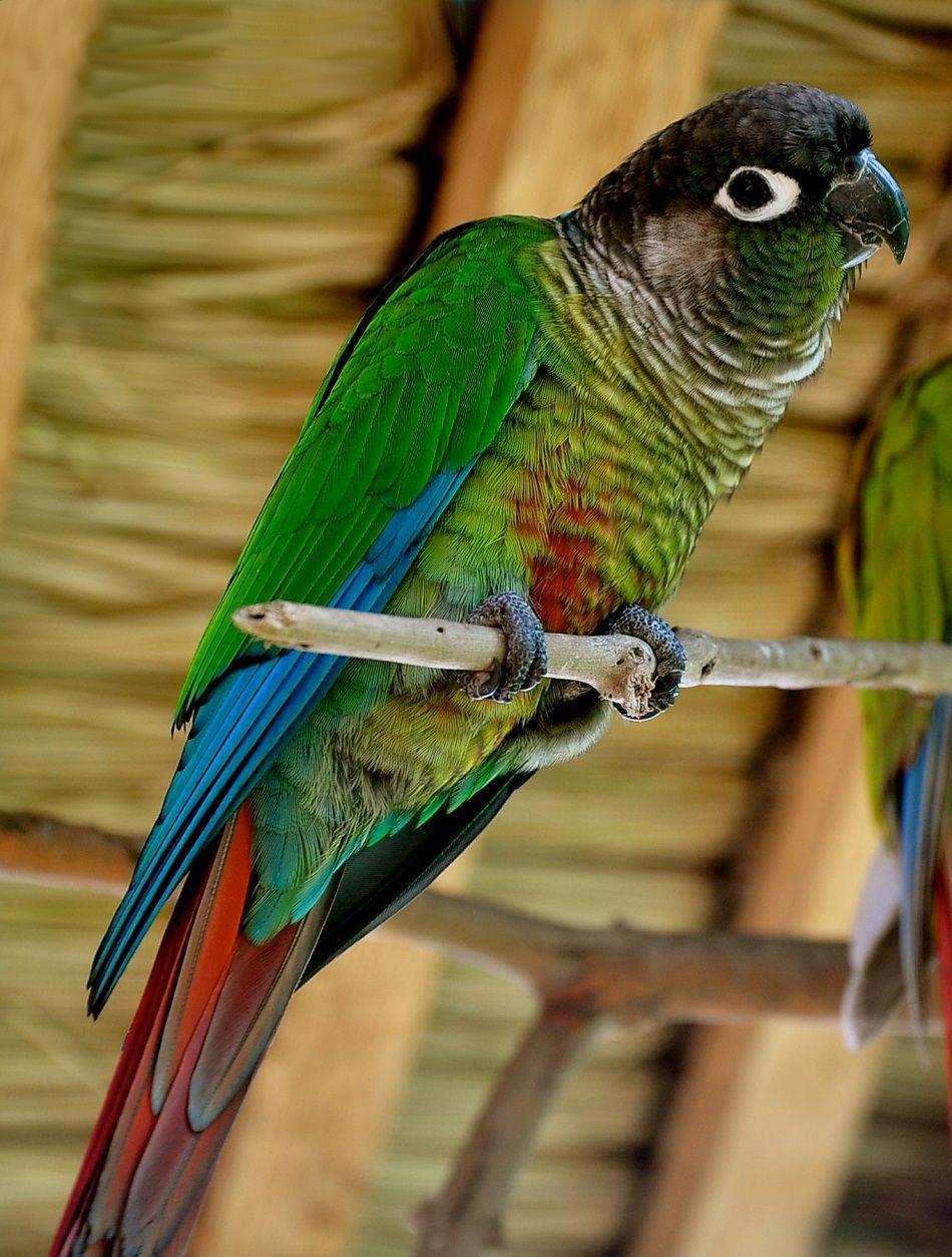 Conure Wallpapers Top Free Conure Backgrounds WallpaperAccess